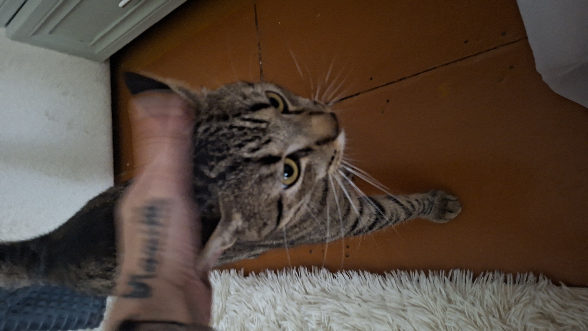 A tabby cat is being petted by a person's hand, which has tattoos on it, on its head. The cat is facing towards the right side of the frame with its body partially visible. The cat's fur is striped and grey, and its eyes are a bright yellow. The hand appears to be on the cat's head, gently stroking it. The background shows a wall and a wooden floor, with a white fluffy rug on the left side of the image. The setting appears to be indoors. The location is stated to be Myadzyel, Belarus.