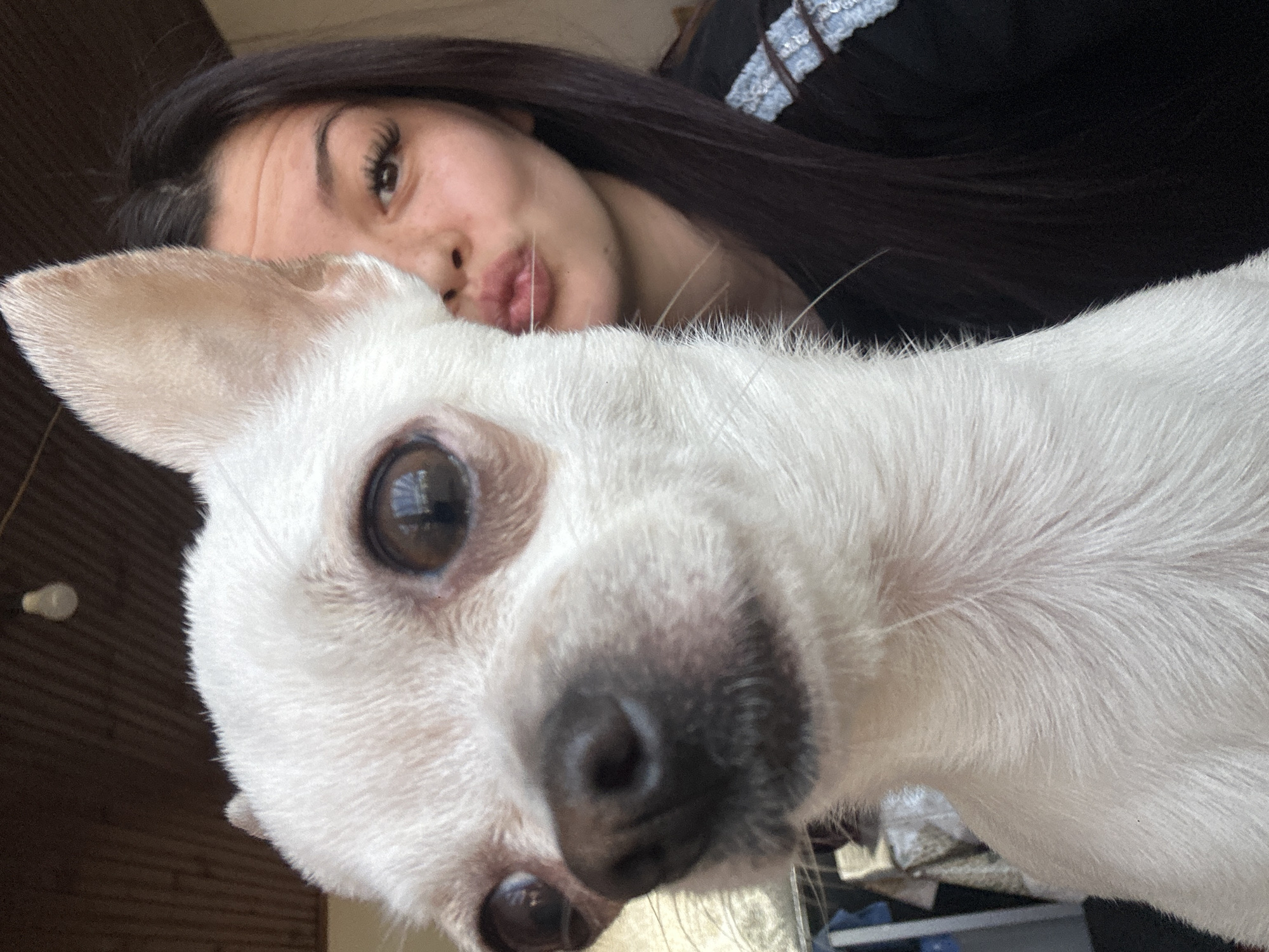A young woman with dark hair and fair skin is posing for a selfie with a white Chihuahua-type dog. The woman has full lips and long eyelashes. She is wearing a black top with white lace detailing. The dog is very close to the camera, dominating the foreground. Its eyes are wide and brown, and its nose is black. The background is blurry, but appears to be indoors. The location is not evident from the image, and cannot be determined as Chubra, Bulgaria.