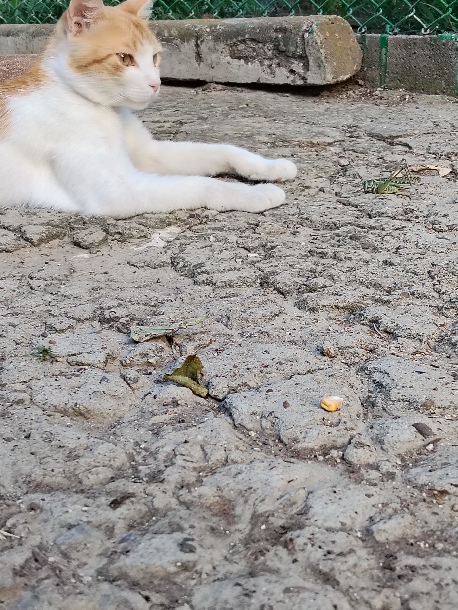 In Ucrainca, Moldova, an orange and white cat lies on a cracked concrete surface. The cat is resting with its front paws extended. Nearby, a green grasshopper is visible on the concrete. The background includes a green chain-link fence and a concrete barrier. Scattered leaves and a small piece of food are also present on the ground.