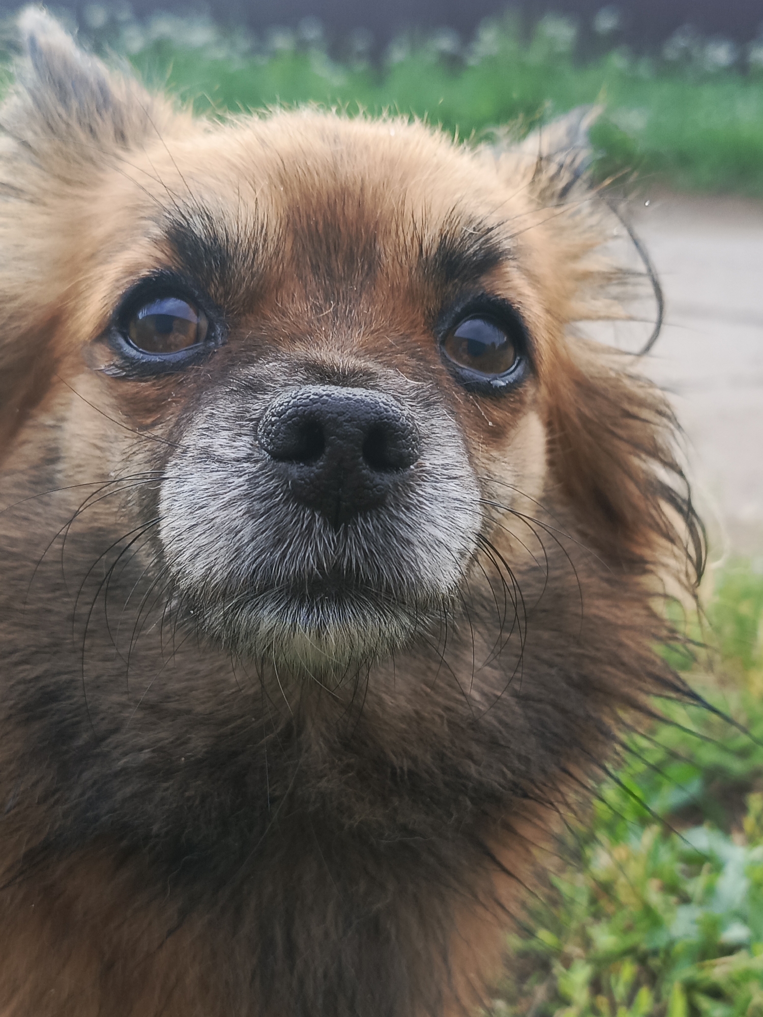 This is a close-up, head-on, outdoor photograph of a small, long-haired dog with reddish-brown and black fur, likely taken in a rural or suburban setting. The dog's eyes are dark brown and appear wet, with a subtle reflection of light. Its nose is black and slightly textured. The fur around its muzzle is graying, suggesting an older dog. The background is out of focus, showing green grass and what appears to be a blurred pathway or road, possibly indicating the dog is near a street or sidewalk. There is no identifiable indication of the specific location within Chaikovsky, Russia. The image is a portrait of the dog, focusing on its facial features.