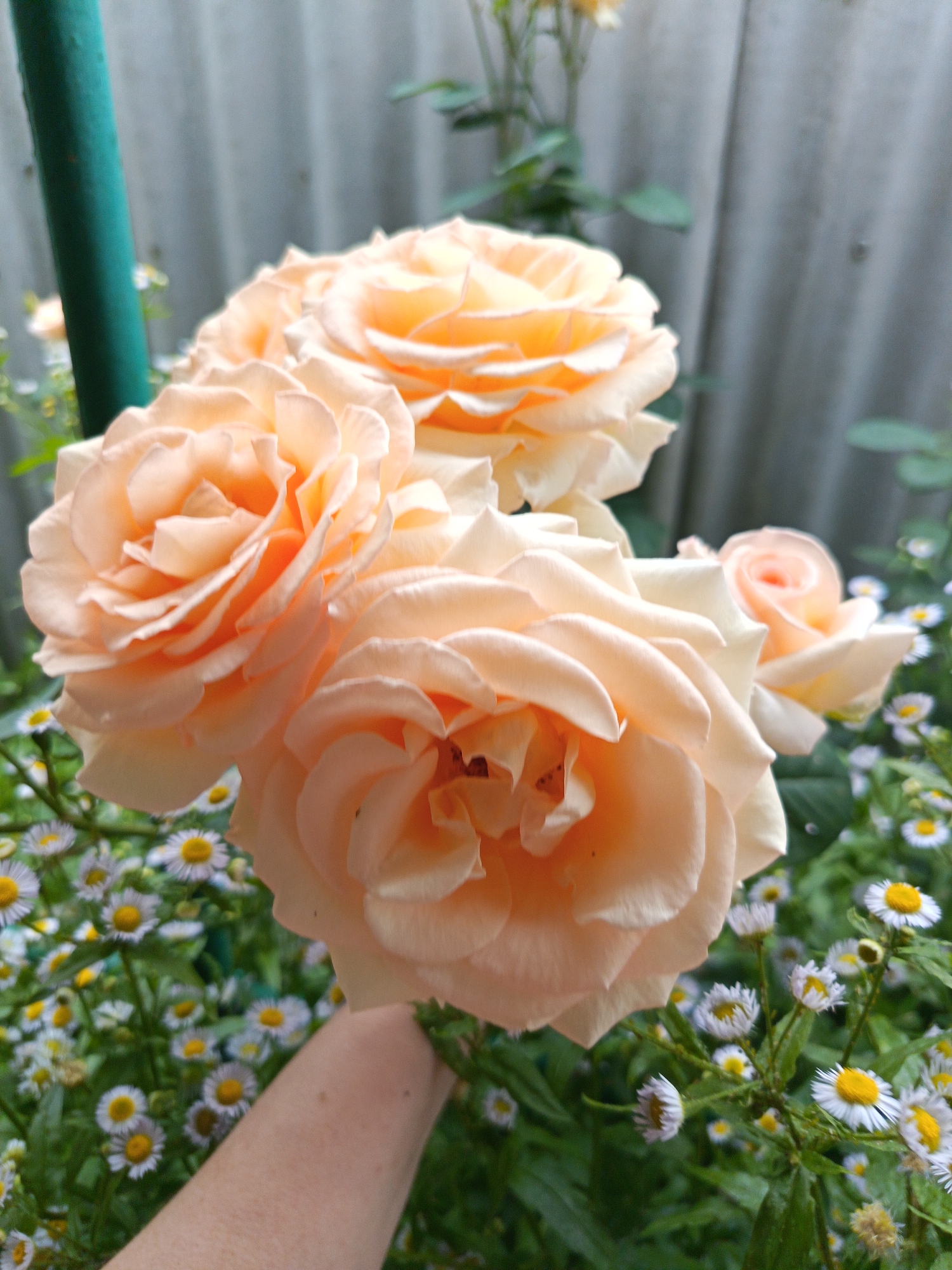 A close-up shot features a cluster of pale orange roses and a human arm. The roses, with their soft, layered petals, are the primary subject, with one particularly large bloom in the foreground. The arm, positioned as if holding or presenting the roses, is visible from the elbow down and has a fair complexion with visible pores. Behind the flowers, a blurred background consists of small white daisies with yellow centers, lush green foliage, and a grey corrugated metal fence. A green metal pole is also partially visible on the left side of the image. The scene appears to be outdoors, likely in a garden setting. The specific location in Ipatovo, Russia, cannot be determined from the image alone.