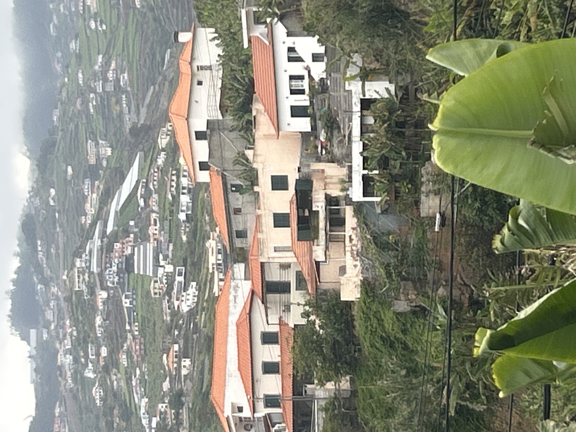 The image captures a hillside view in Câmara de Lobos, Portugal. The hillside is densely populated with houses, many of which have red-tiled roofs. Terraced agriculture is visible, defining the landscape. In the foreground are large, green banana leaves, partially obstructing the view. Power lines traverse the scene. The overall atmosphere suggests a moderately overcast day.