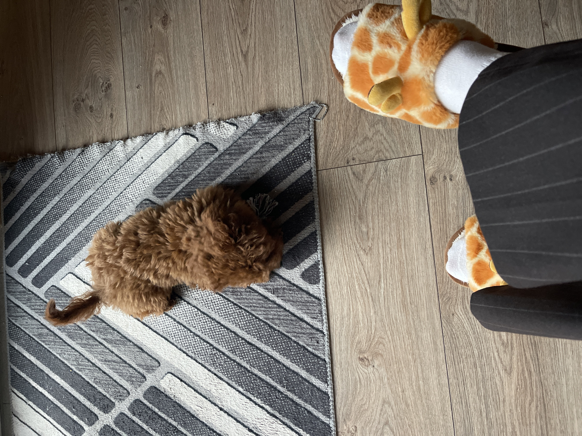 A top-down shot shows a section of a room with light wood flooring. In the lower left quadrant, a small, brown, poodle-type dog lies on a small rug with a grey and white geometric pattern. The rug's edges are frayed. In the upper right quadrant, a leg wearing a black pinstripe trouser and a giraffe-patterned slipper is visible. The slipper contains a white sock. The scene is likely inside a home. There is no indication that this image was taken in Sofia, Bulgaria.