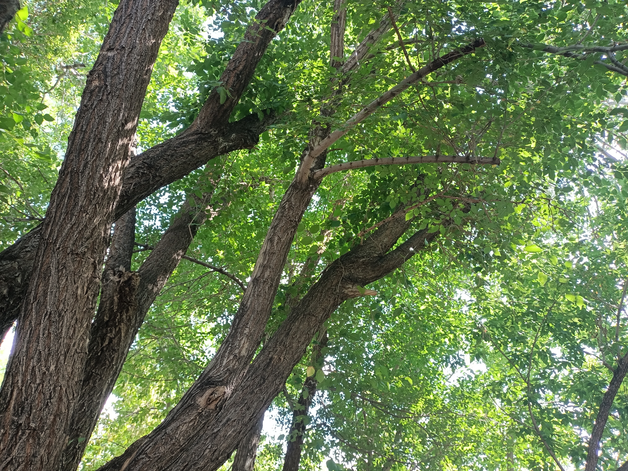This is an eye-level, medium shot, outdoor, daytime photograph taken from below looking up into a canopy of trees. The trees have thick, rough, gray-brown bark. The branches are spread wide and covered in lush, green leaves that allow sunlight to filter through. Some of the branches are quite large and thick, while others are thinner and more delicate. The overall impression is one of dense foliage and the dappled light of a sunny day. The location is in Unknown, Unknown.