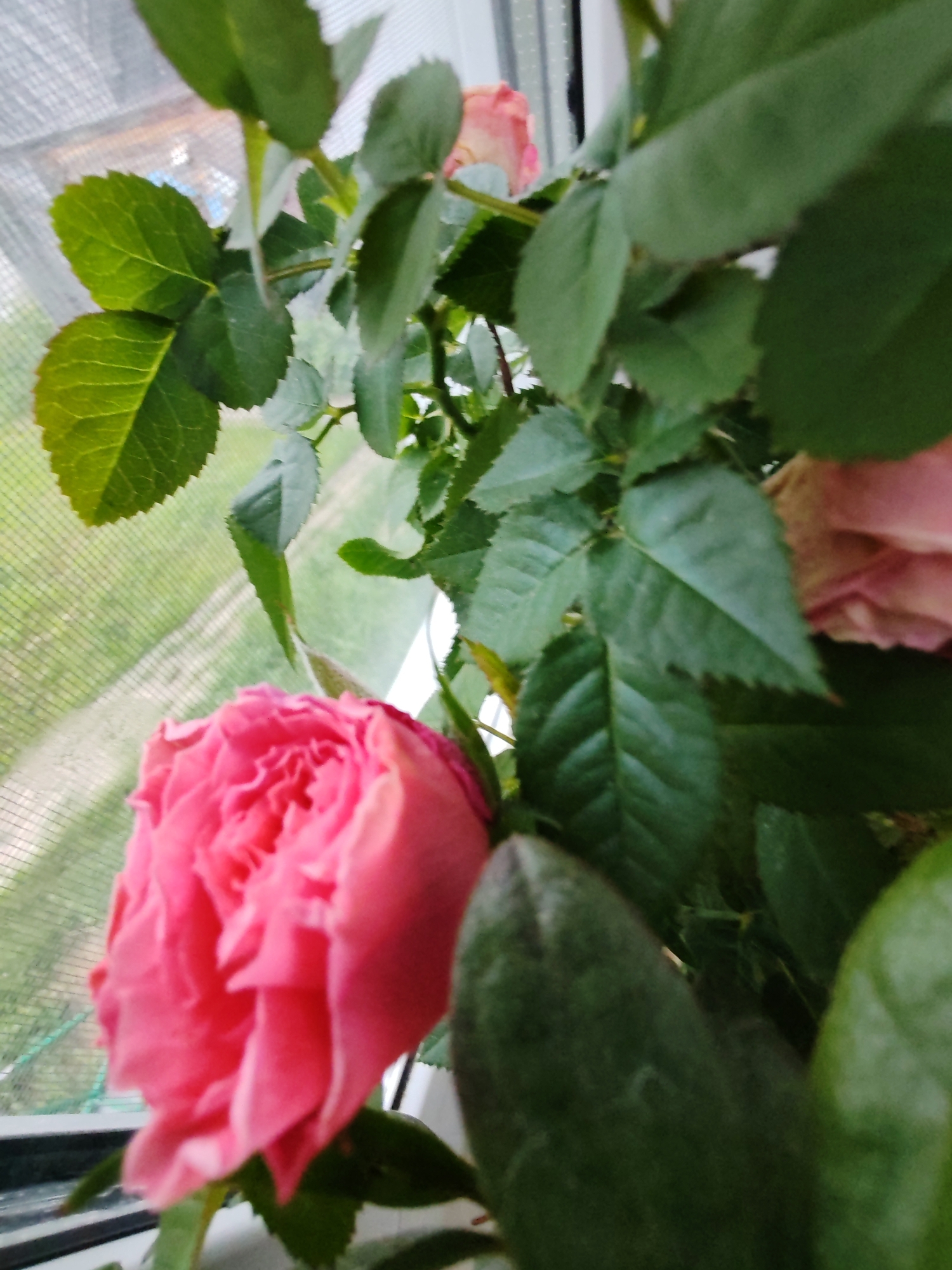 The image shows a close-up of a pink rose in bloom, with other roses and green leaves surrounding it. The rose is positioned in the foreground and is in sharp focus, while the background is blurred, suggesting it is indoors near a window. Through the window, a hazy view of greenery and possibly a path can be seen, hinting at an outdoor environment. The lighting suggests it is daytime. There are no people or animals visible in the image. The scene appears to be a domestic setting, likely a home in Чухлэм, Russia, where the rose is being kept as a potted plant or cut flowers.