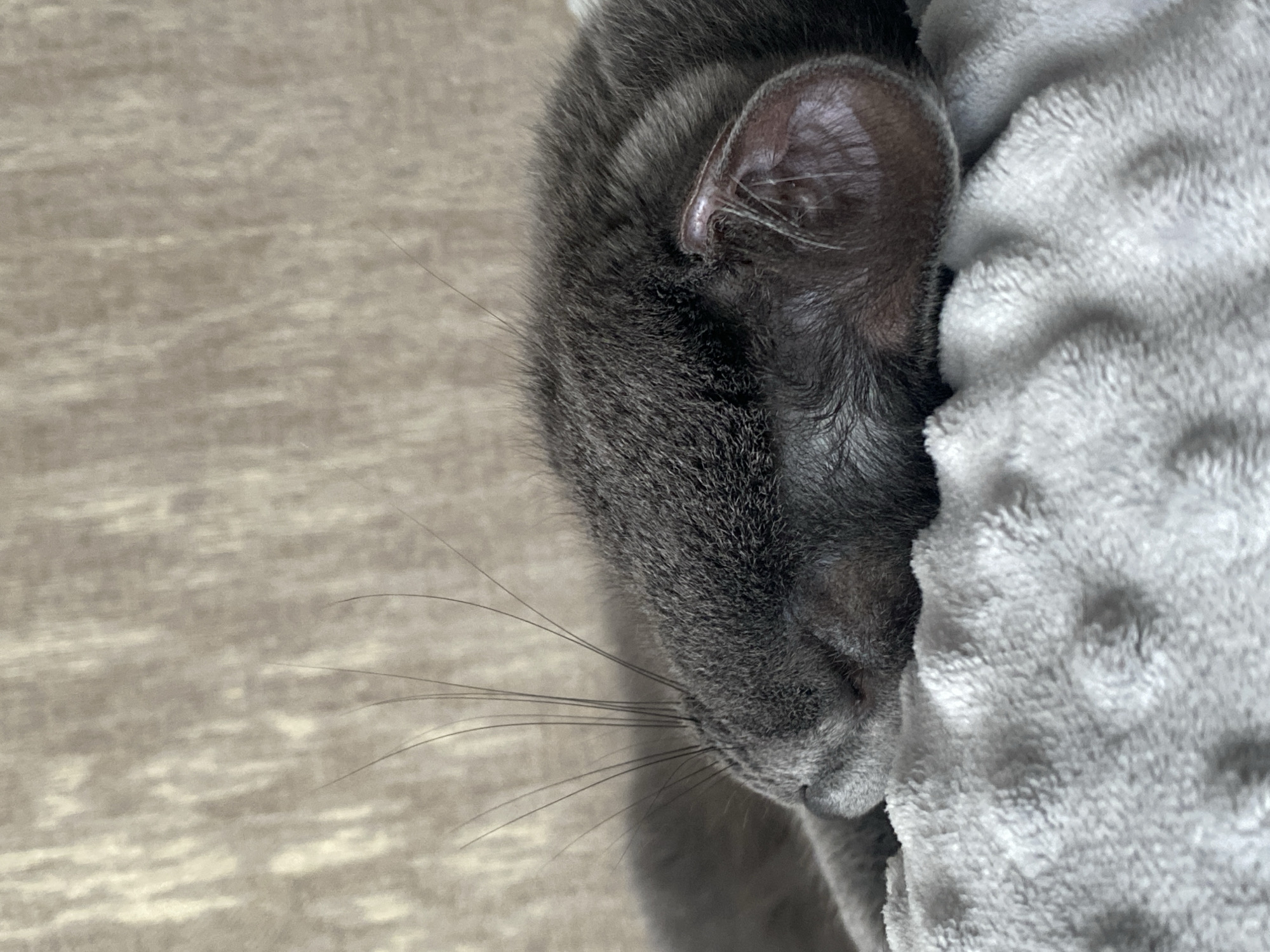 A close-up, eye-level, vertical shot shows a sleeping gray cat curled up on a soft, textured, light gray blanket. The cat's head is resting on the blanket, facing left, with its eyes closed. Prominent whiskers extend from the cat's face. The background is a textured, neutral-colored wall. The image was taken indoors.