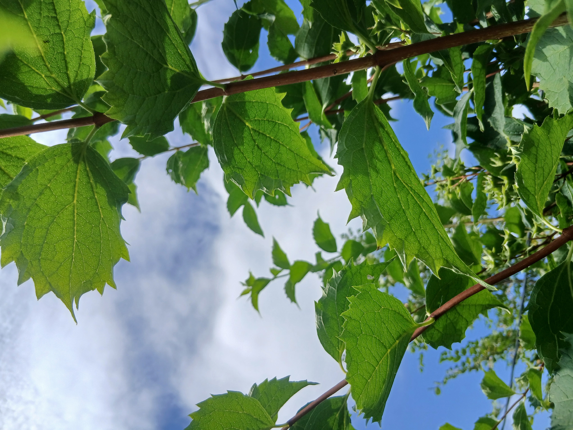 The image is a close-up shot of green leaves and brown stems of a plant, seen from a low angle. The leaves are serrated and detailed, with visible veins. They are backlit by a bright sky filled with white clouds. The background consists of more foliage and a clear blue sky. The scene is outdoors, likely in a garden or park, as suggested by the natural plant life and open sky. There are no people or animals present in the image. The focus is on the texture and color of the plant against the sky.