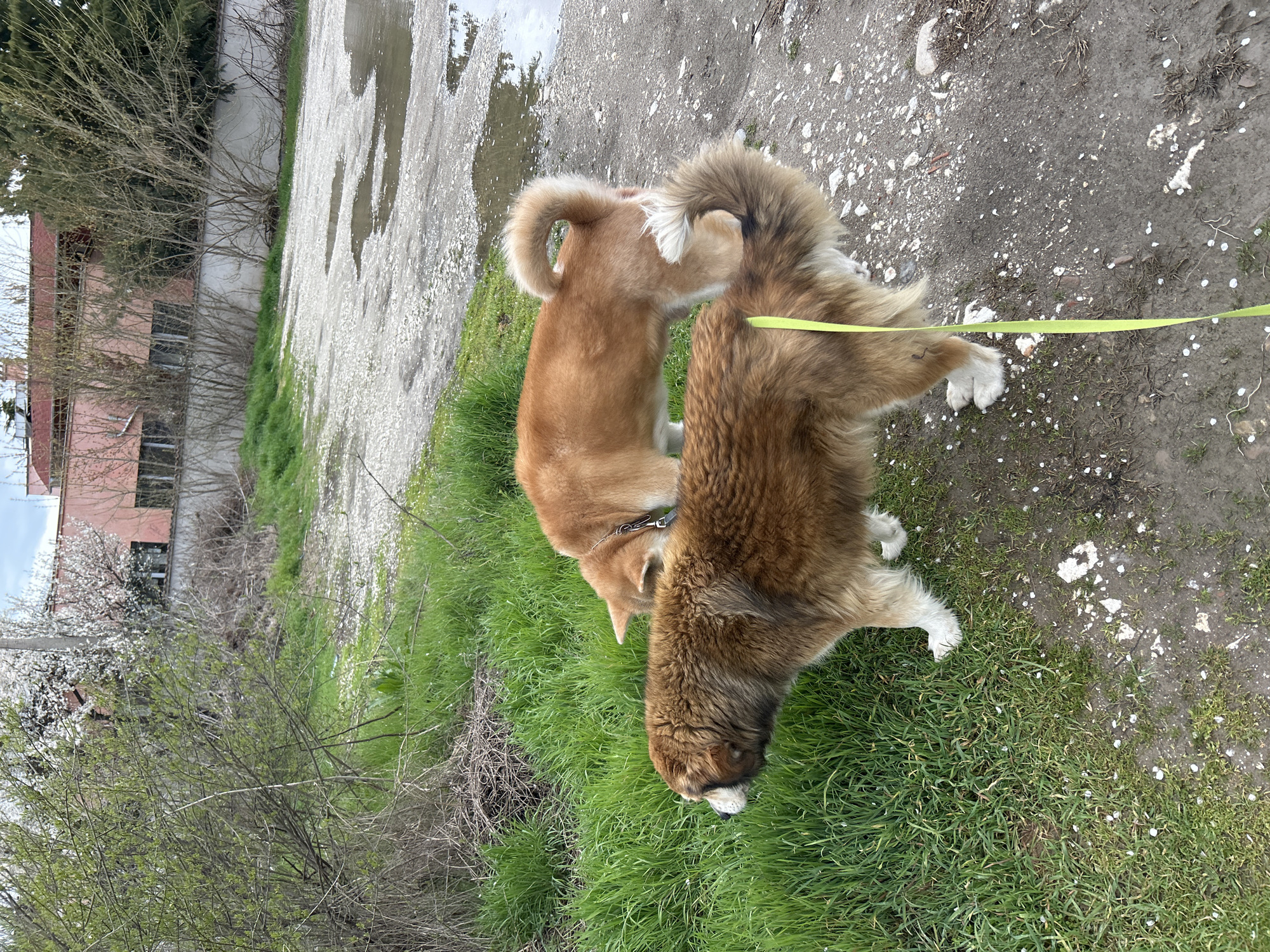 Two dogs, one light brown (tan) and one dark brown, are interacting on a patch of grass next to a dirt and gravel path. The dark brown dog is closer to the camera and sniffing the ground, while the light brown dog is standing near its rear. A yellow leash is visible near the dark brown dog's paws. The background includes a building with a red roof and a dirt and gravel area with puddles. The location is likely in Plovdiv, Bulgaria, based on the prompt. The scene is outdoors.