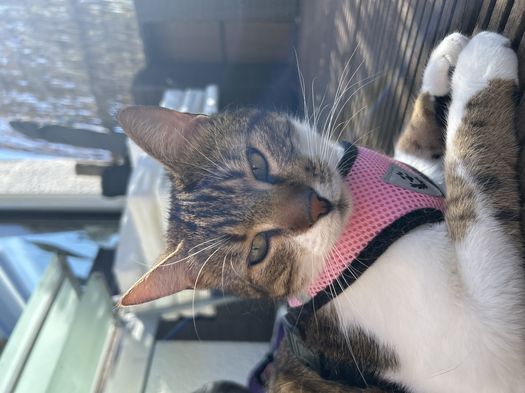 A tabby and white cat wearing a pink harness is depicted in a close-up, head-on shot. The cat has prominent green eyes, a pink nose, and long white whiskers. Its fur is a mix of brown and black stripes on its head and body, contrasting with white fur on its chest, chin, and paws. The pink harness features a black trim and a small grey patch with a black paw print icon.
The cat is looking directly at the camera, appearing relaxed and calm. It seems to be lying down, possibly on an outdoor surface. The setting is outdoors during bright daylight, indicated by strong sunlight and visible shadows. In the blurry background, there are vertical wooden slats, suggesting a deck or fence. Other elements in the background are out of focus, including what might be windows or structures. The lighting creates reflections in the cat's eyes and illuminates its fur. No discernible text is visible other than the paw print icon.