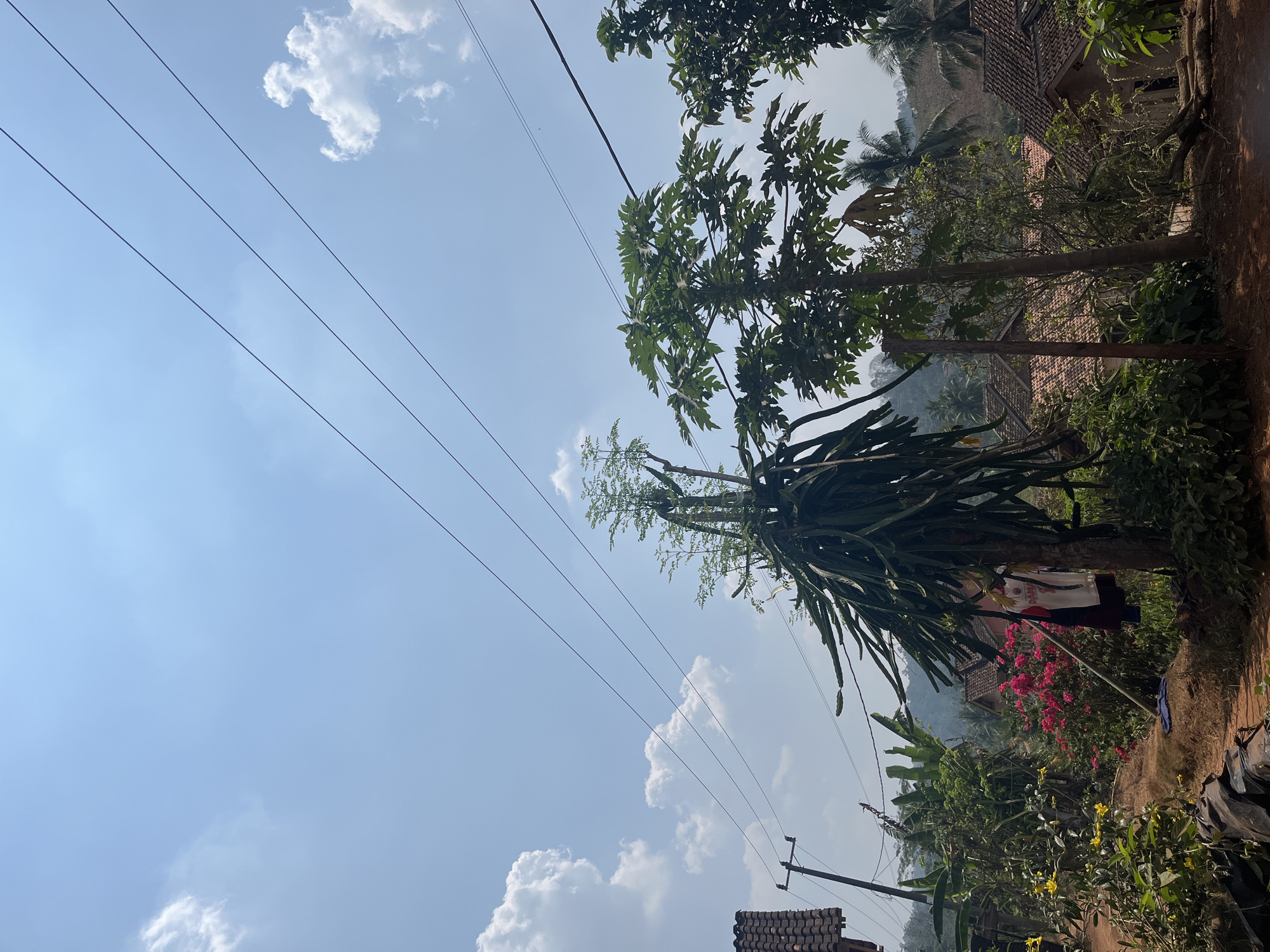 The image depicts an outdoor scene in Sidomulyo, Indonesia. In the foreground, a path of reddish-brown earth leads into the frame. To the left, a black tarp is visible. A dragon fruit plant with its characteristic flat, green stems dominates the center-left of the image, with a white shirt bearing red and blue accents hanging from one of its branches. To the right of the dragon fruit plant is a papaya tree with large, lobed leaves. Behind these plants, a vibrant bush of bright pink flowers is in bloom, with yellow flowers also present on the left side. Further back, several residential buildings with terracotta tiled roofs are scattered amongst lush greenery and palm trees, suggesting a rural or semi-rural setting. The sky above is a clear blue, interspersed with fluffy white clouds, and several power lines crisscross the upper portion of the frame. A utility pole with electrical lines is also visible to the left. The overall impression is of a sunny day in a tropical environment.