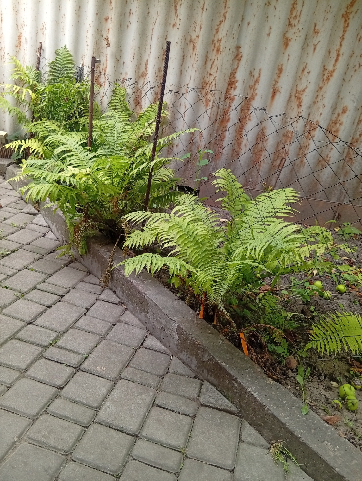 In a garden setting, a row of green ferns grows along a concrete planter box that borders a grey paver walkway. Behind the ferns, a chain-link fence separates the garden from a rusty, corrugated metal wall. Scattered on the ground behind the fence are several small green apples. The scene appears to be outdoors, in a city that cannot be identified from the provided image.