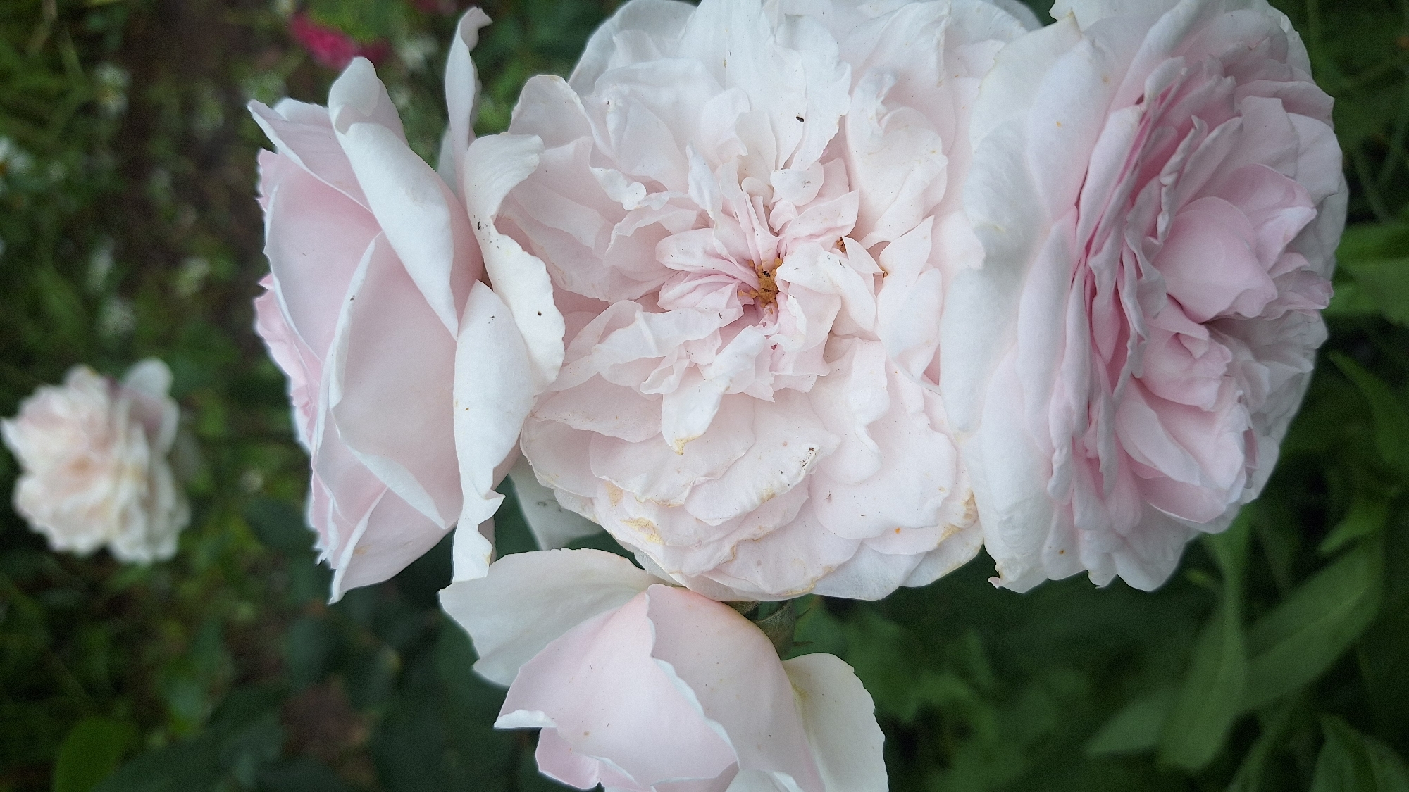 Three pale pink roses are in full bloom, with the largest rose in the center and two smaller roses to its left and bottom. The background is a blur of dark green foliage and another out-of-focus pale pink rose. The roses are delicate and appear to be in a garden setting. The image is taken from a close-up perspective, highlighting the intricate details of the rose petals. The location is unknown, Latvia.