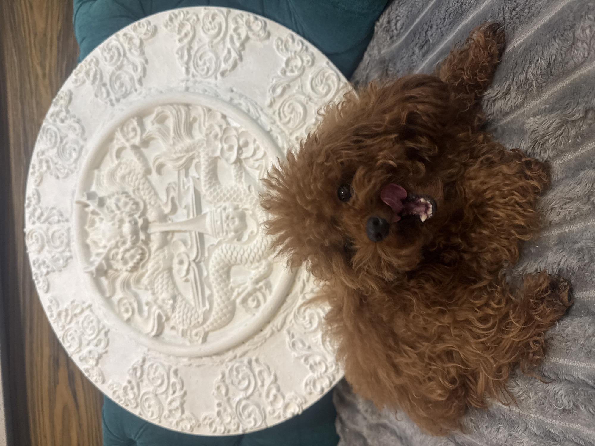 A medium shot depicts a brown poodle with its mouth open, lying on a gray, textured blanket. Next to the poodle is a large, white decorative plate with embossed designs. The plate rests on a green cushion or upholstered surface. In the background, a portion of a wooden panel is visible. No specific location in Novosibirsk, Russia, can be determined from the visual information provided.