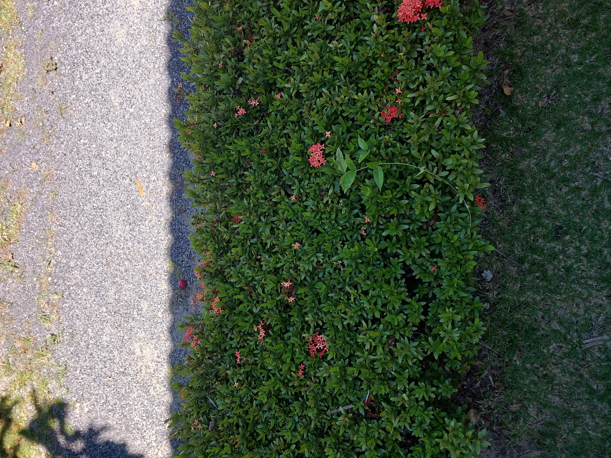 A top-down shot shows a neatly trimmed green hedge with clusters of small red flowers. The hedge separates a grassy area in the foreground from a gravel path in the background, which is partially shaded by the shadow of a tree. A single red apple rests on the gravel path near the hedge.