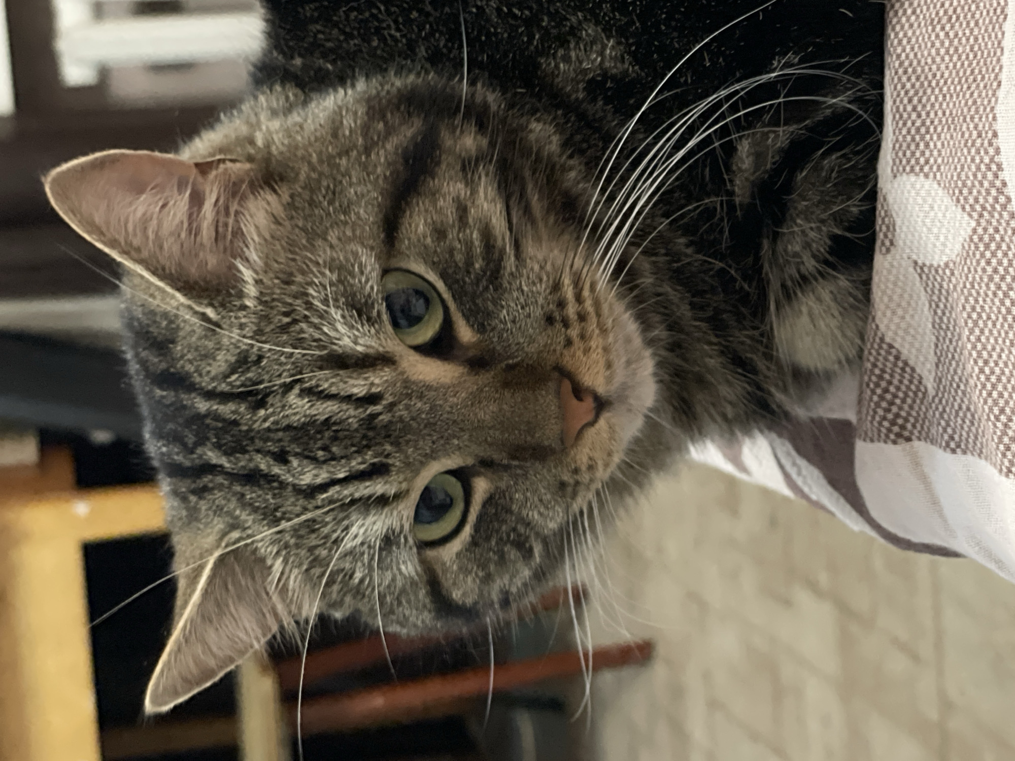 This is a close-up, eye-level, indoor photograph of a tabby cat. The cat is facing forward, with its head and upper body visible. Its fur is a mixture of brown, black, and gray stripes. The cat has green eyes and long white whiskers. It appears to be resting on a patterned fabric surface. The background is blurred and shows hints of furniture and a wall. There is no information available to determine the location of this image in Cherkasy, Ukraine.