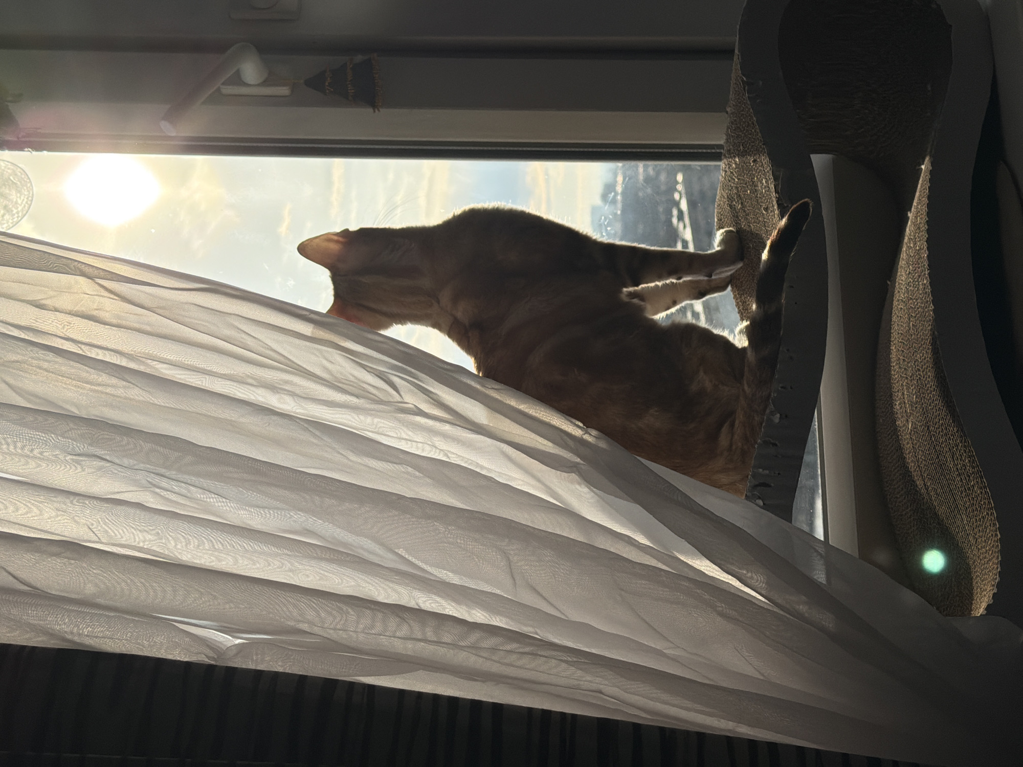 A cat is positioned on a windowsill, its front paws extended and gripping a scratching post. The cat appears to be leaning towards the window, possibly looking outside. The window is covered with a sheer white curtain. Bright sunlight is visible through the window. The location is in Murino, Russia.