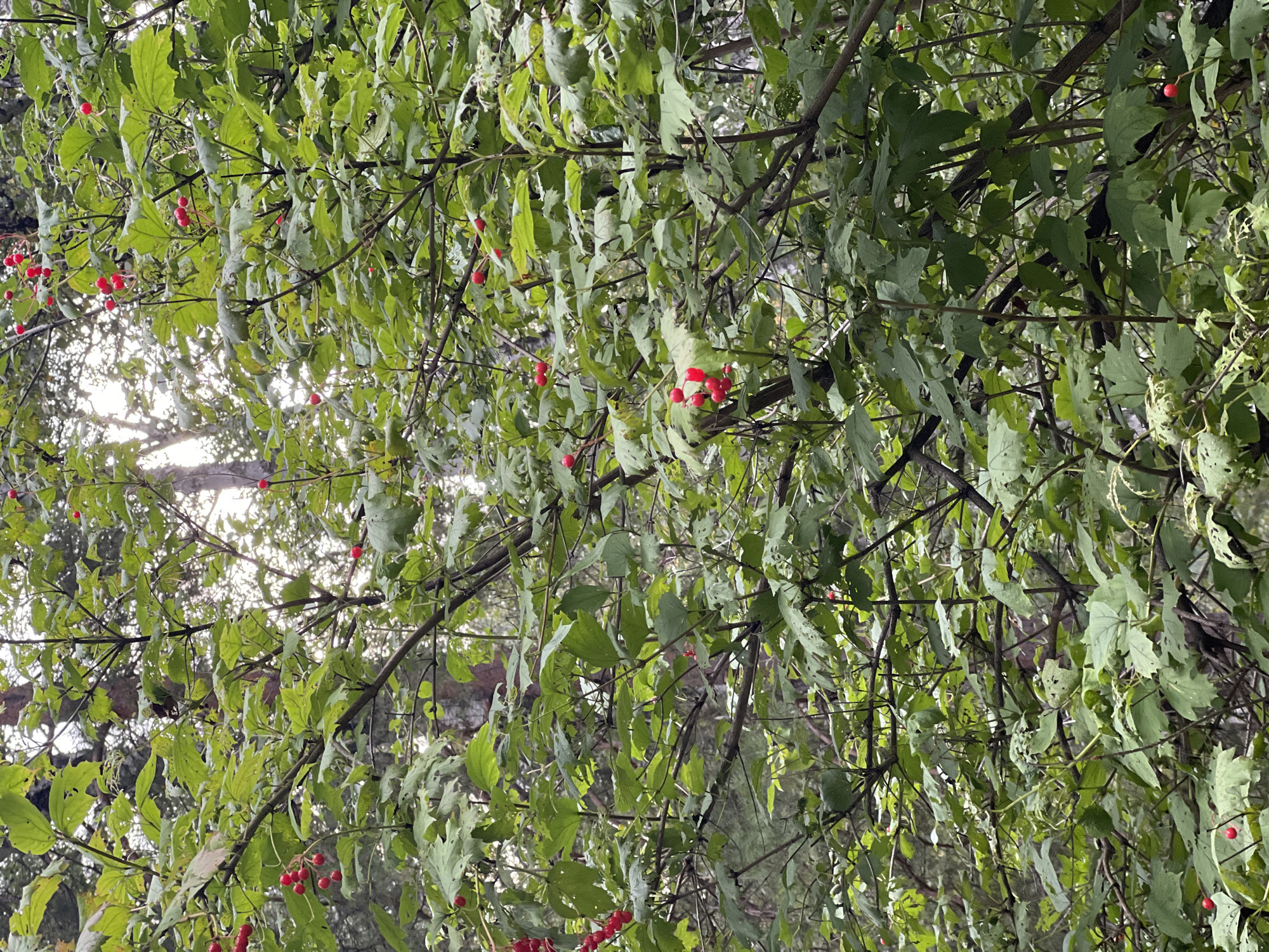 The image shows a close-up view of a dense canopy of green leaves on tree branches, with clusters of small, bright red berries visible throughout. The leaves are varied in shape and size, some appearing to have been nibbled by insects. The background is obscured by the foliage, but hints of tree trunks and a bright sky suggest an outdoor, possibly forested, environment. The overall impression is one of natural growth and the presence of fruit-bearing plants within a woodland setting. The image is a photograph taken in Krasnoyarsk, Russia.