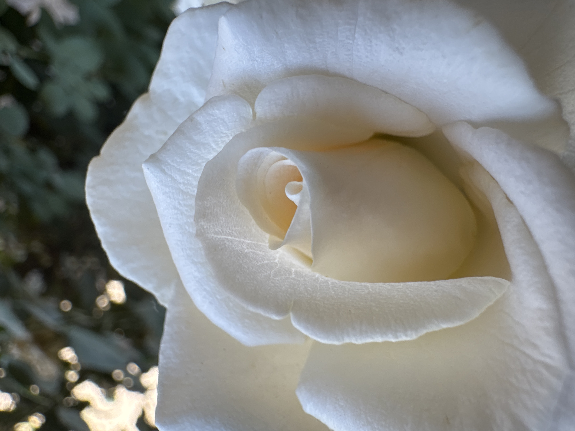 The image is a close-up, eye-level shot of a white rose in full bloom. The rose is the primary subject, with its petals unfurling in a spiral pattern towards the center. The texture of the petals is finely detailed, showing subtle creases and a velvety appearance. The lighting highlights the delicate curves and folds of the petals, creating soft shadows. The background is softly blurred, featuring muted green foliage and bokeh lights, suggesting an outdoor setting. No people or specific landmarks are visible. The image does not contain any information that would allow for its localization to Shofirkon, Uzbekistan.