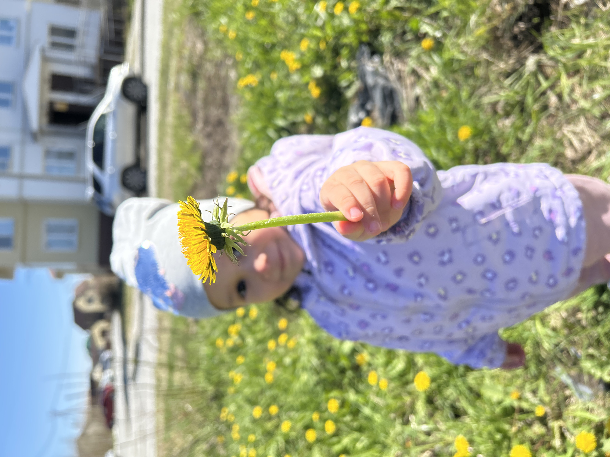 A young child wearing a patterned purple shirt and a hat is holding a dandelion flower in their hand. They are positioned in a field of dandelions. In the background are buildings and a car, suggesting a location in an urban or suburban area, consistent with Uray, Russia. The weather appears to be sunny, and the overall scene conveys a springtime atmosphere.