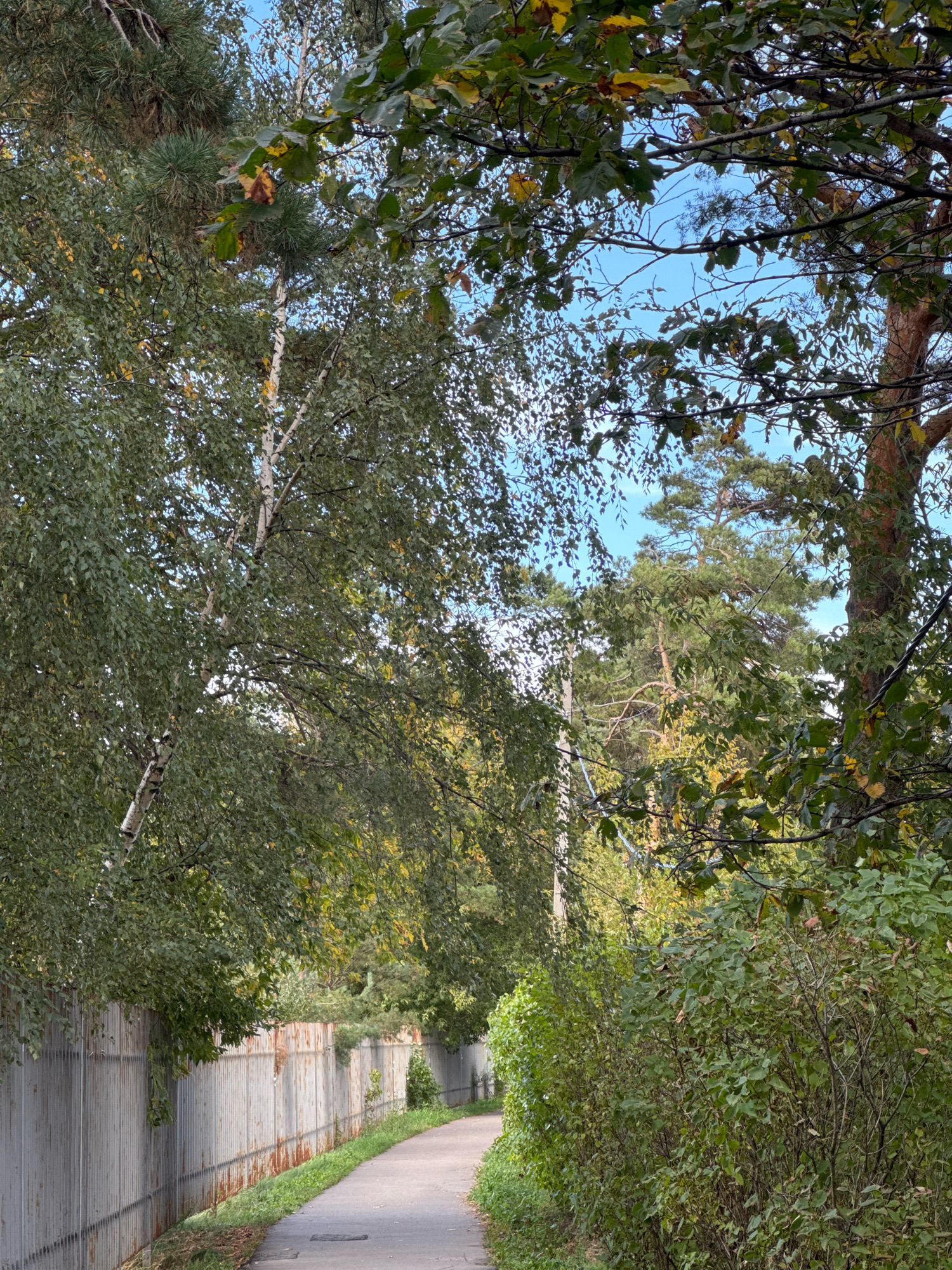 The image depicts a paved pathway winding through a wooded area, bordered by a tall, weathered metal fence on the left and dense green bushes on the right. Overhead, a canopy of green and yellowing leaves from various trees, including birch and pine, filters sunlight, with glimpses of a clear blue sky. The pathway appears to be in a semi-rural or suburban setting, possibly a park or a residential street in Novoivanovskoe, Russia, given the presence of the fence and the natural vegetation. The scene is static, with no people or animals visible. The overall impression is one of a quiet, autumnal path.