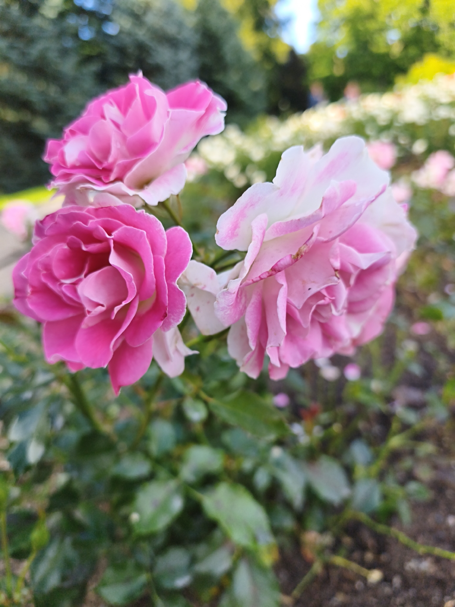 The image is a close-up, eye-level shot of a cluster of three pink roses in bloom. The roses are in various stages of opening, with the one on the far left being the most closed and the one in the center and right being more open, revealing layers of petals. The petals are a vibrant pink with lighter, almost white edges. The background is softly blurred, showing green foliage and hints of sunlight filtering through trees, suggesting an outdoor setting. The ground beneath the roses appears to be dark soil with some scattered leaves. The lighting is natural and appears to be daytime, with soft shadows and bright highlights on the petals. There are no people or animals visible in the image. The image was captured in a garden or park in Tallinn, Estonia.