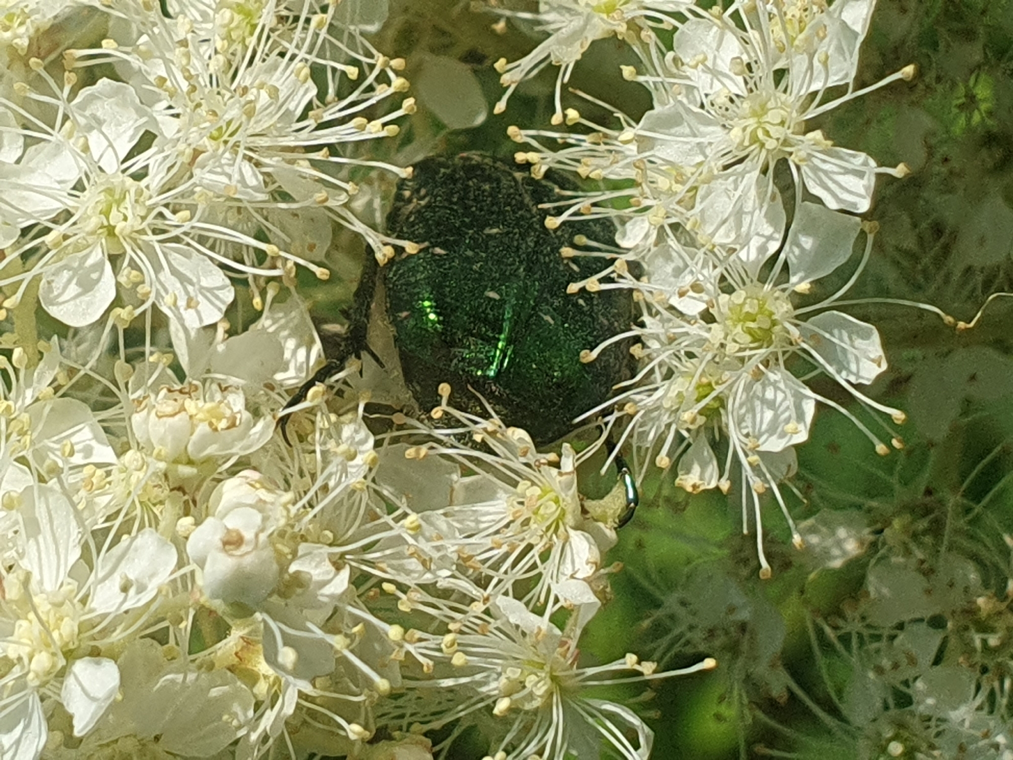 A green beetle is visible on a cluster of small white flowers with yellow stamen. The beetle has a shiny, iridescent green carapace and is partially obscured by the petals and stamen of the flowers. The flowers appear to be in bloom, with many individual florets clustered together. The background consists of blurred green foliage. The scene is likely an outdoor environment, possibly a garden or park, given the presence of flowers and vegetation. The location in Smorodinka, Russia, is a rural settlement known for its natural surroundings and agricultural activities.