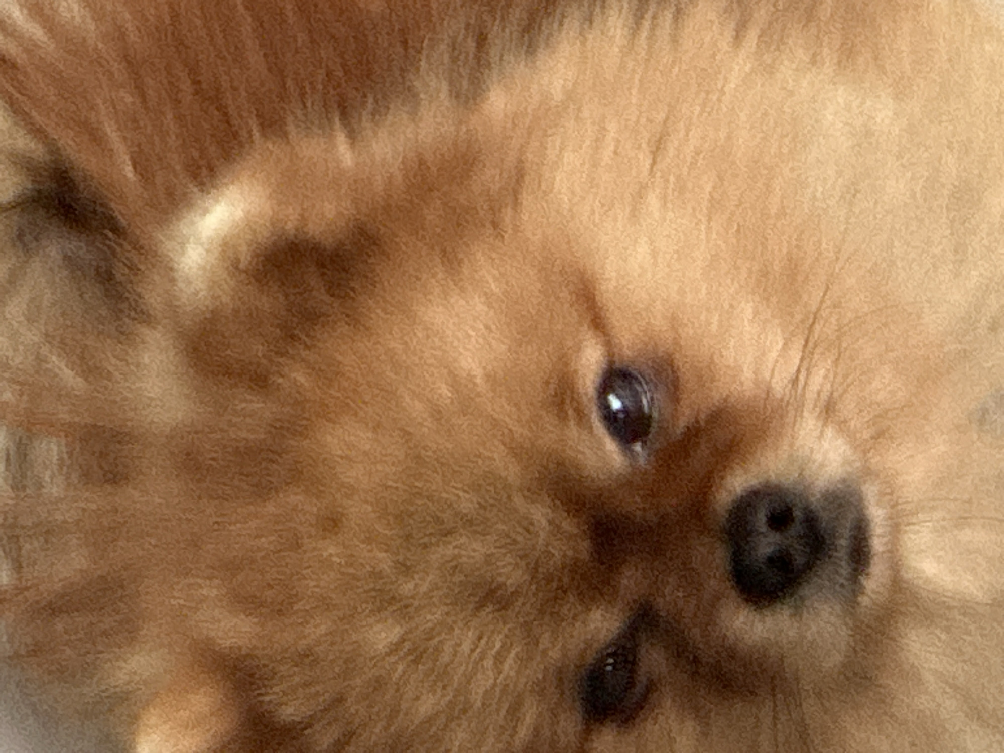 This image captures an extreme close-up of a domestic dog's face, reportedly taken in Asenovgrad, Bulgaria. The subject is a small, fluffy dog, consistent with breeds such as a Pomeranian, characterized by dense, reddish-brown fur that dominates the entire frame. Distinct features include two dark, round eyes, each exhibiting a clear reflection of a light source. The right eye (viewer's left) appears slightly more shadowed or partially closed, while the left eye (viewer's right) is more openly visible. Centered in the lower portion of the frame is a small, black, moist-looking nose with discernible nostrils. The fur displays variations in shade, with some lighter, cream-colored areas, particularly around the muzzle and potentially on the chest, though specific anatomical boundaries beyond the immediate face are undefined. No background or environmental context is discernible; the entire composition focuses solely on the texture and features of the dog's face. The dog's gaze is directed forward, suggesting direct engagement with the viewer or camera.