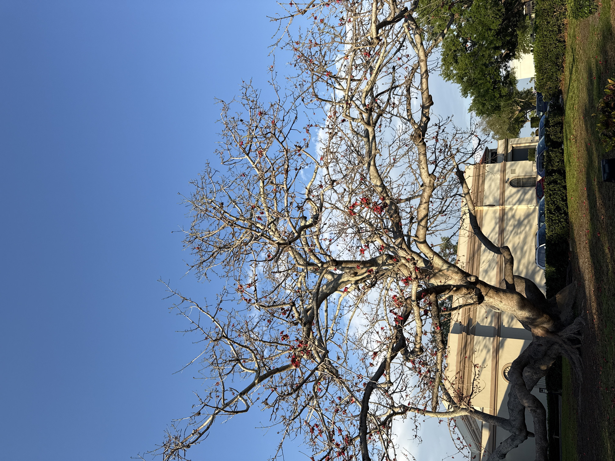 The scene depicts an outdoor environment in Saint Petersburg, United States of America, under a clear blue sky with sparse white clouds. A large, deciduous tree, predominantly bare of leaves but bearing numerous small red blossoms, occupies the central and upper portions of the frame. Its thick, gnarled trunk and prominent surface roots are visible in the lower foreground, centered in the image. Behind the tree, a multi-story building of light-colored material, featuring classical architectural elements such as pilasters and arched windows, is partially visible. Natural light illuminates the building, creating distinct shadows on its facade. A line of several vehicles, including sedans and SUVs, is parked in front of the building, partially obscured by a low, manicured hedge. To the right, additional green trees and shrubs are present. The ground in the immediate foreground is a grassy area with scattered red petals. No individuals or specific actions are depicted.