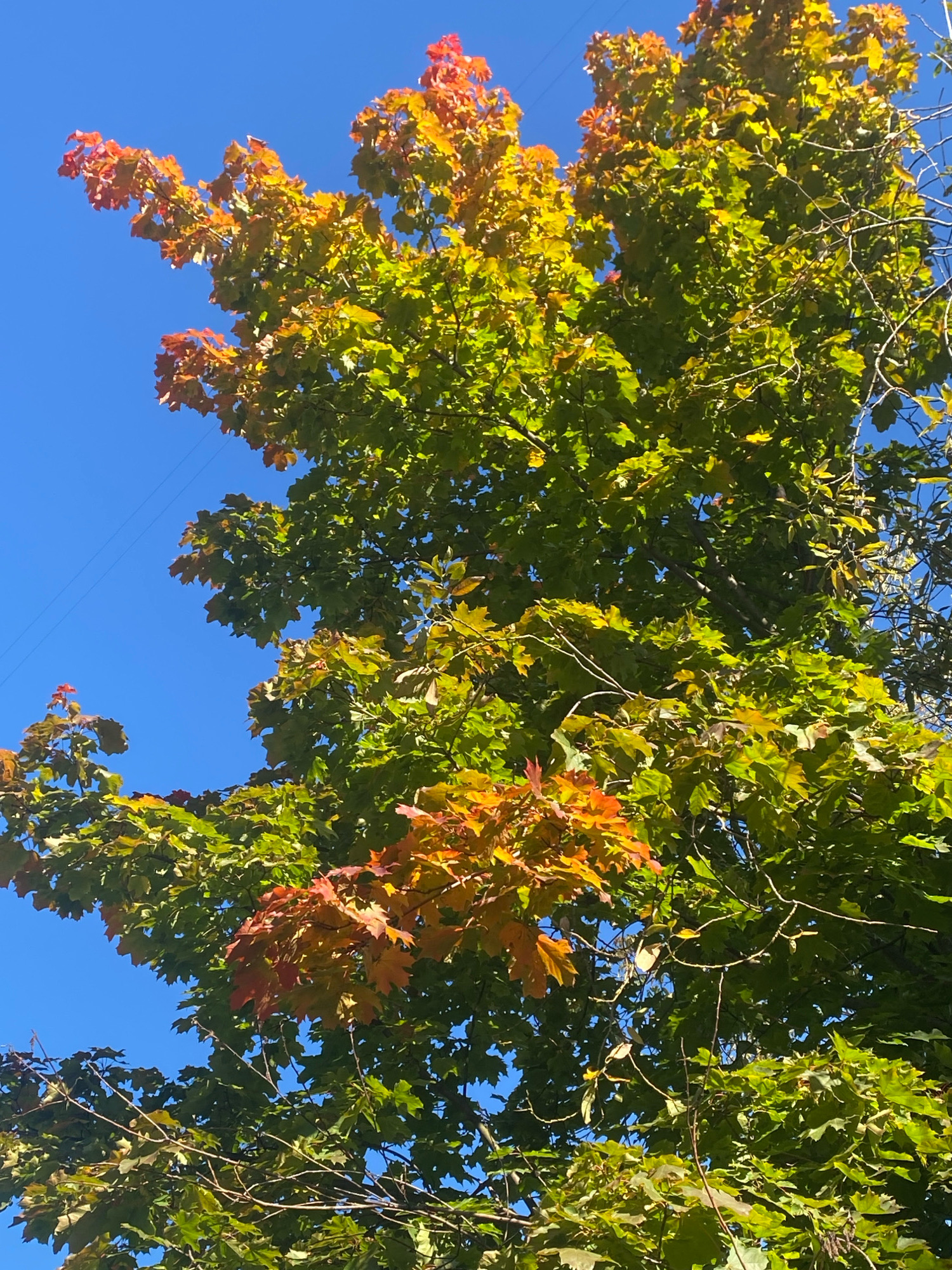 The image is a low-angle shot of a tree with green, yellow, and orange leaves against a clear blue sky. A faint power line can be seen in the upper left quadrant of the image. The scene depicts a natural environment, likely an outdoor park or residential area. There are no people or animals visible in the image. The lighting suggests it is daytime.