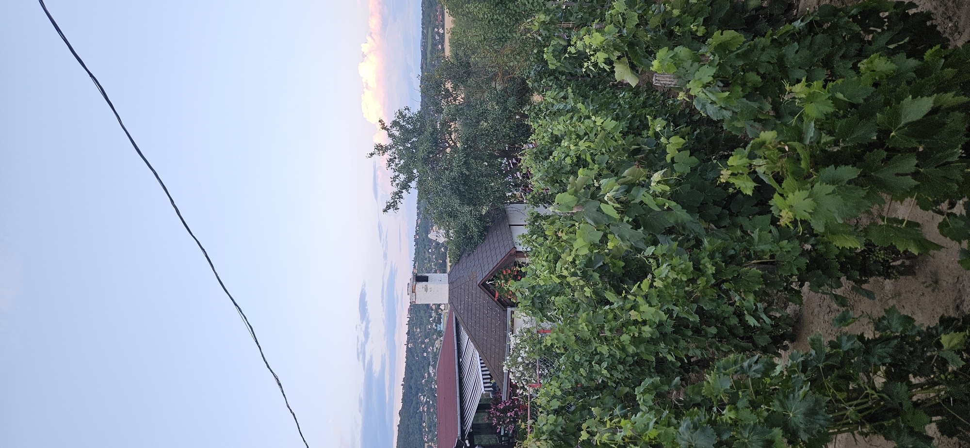 The image depicts a vineyard in Hévíz, Hungary, as evidenced by the style of housing, the vegetation, and the overall landscape. In the foreground, rows of lush green grapevines dominate the scene, with their leaves casting shadows on the sandy soil. A few bunches of small green grapes are visible. Behind the vineyard, a quaint house with a dark brown, gabled roof and a white brick chimney stands out. Adjacent to it, another building features a red roof and an awning with white and dark stripes. In the background, a hillside covered with more houses and trees stretches towards the horizon, under a pale blue sky with scattered clouds tinged with pink and orange, suggesting it might be near sunset or sunrise. A dark wire runs diagonally across the upper portion of the image.