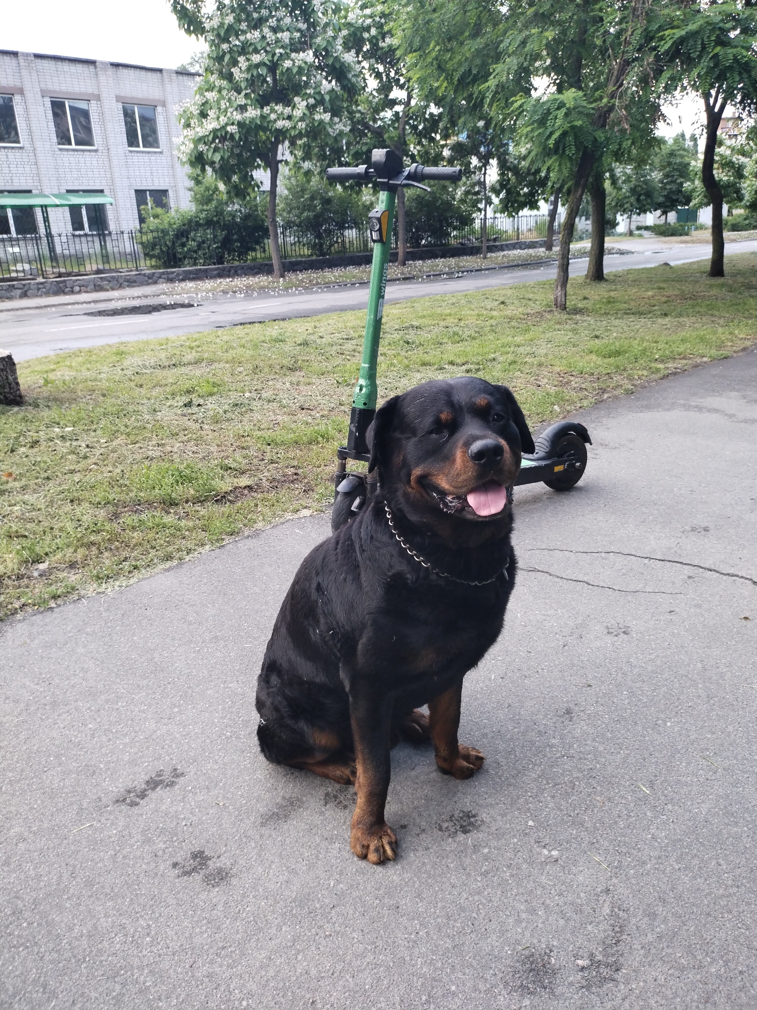 A Rottweiler dog with a metal chain collar sits on an asphalt path in front of a green electric scooter. The dog is facing forward, with its mouth open and tongue visible. Behind the dog and scooter is a grassy area and a street with trees lining the other side. In the background, there is a light-colored building with windows and a dark metal fence. The environment appears to be a city street in Horishni Plavni, Ukraine, given the visual context of the building and streetscape. There are no people present in the image.