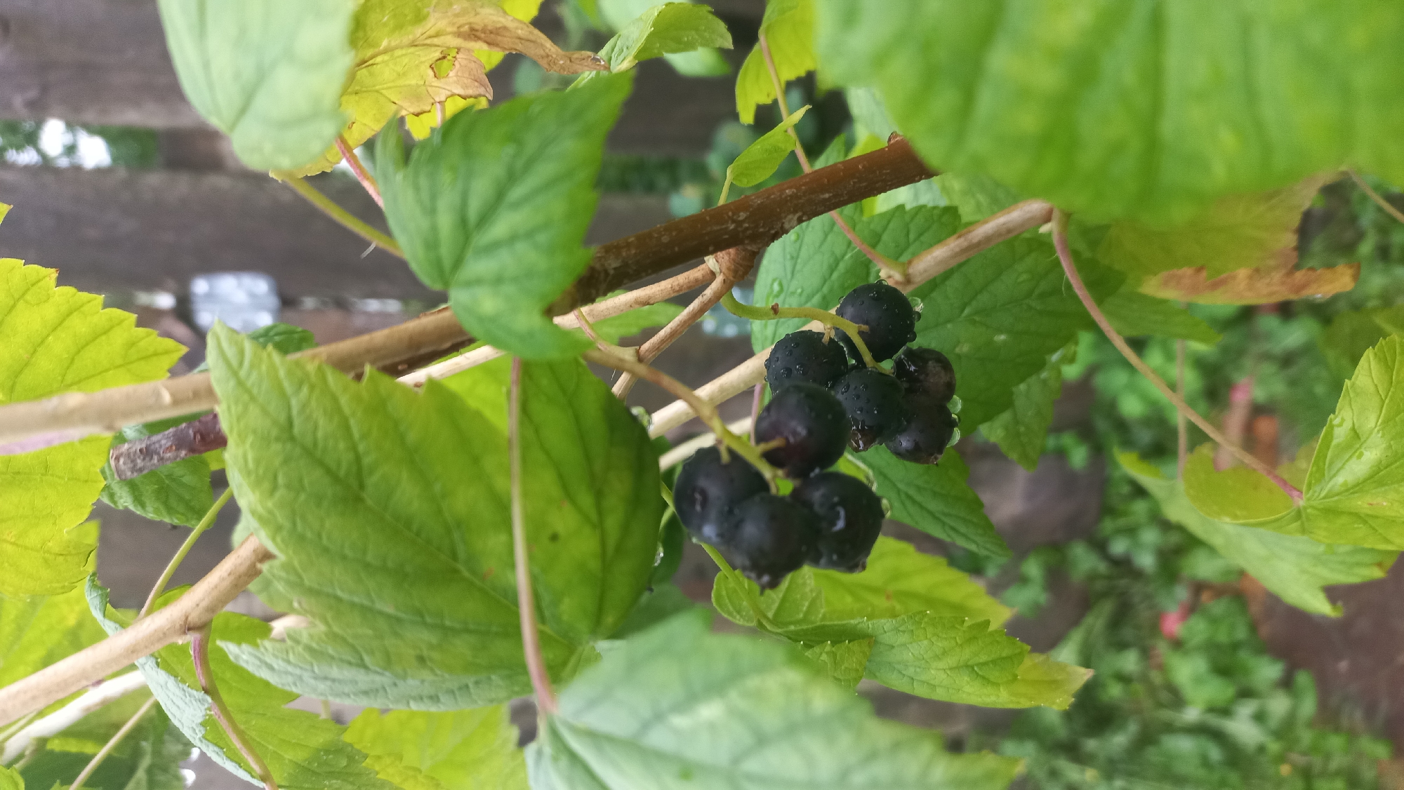 A close-up, vertical shot shows a cluster of ripe black currants on a branch, glistening with water droplets. The currants are deep purple-black and clustered in small groups. Lush green leaves surround the fruit, some showing signs of yellowing or browning at the edges. A thin, brown branch serves as the support for the currants and leaves. In the background, out of focus, are more green foliage and a wooden fence, suggesting an outdoor setting. The lighting is soft, indicating an overcast day. The image was taken in Savino, Russia.
