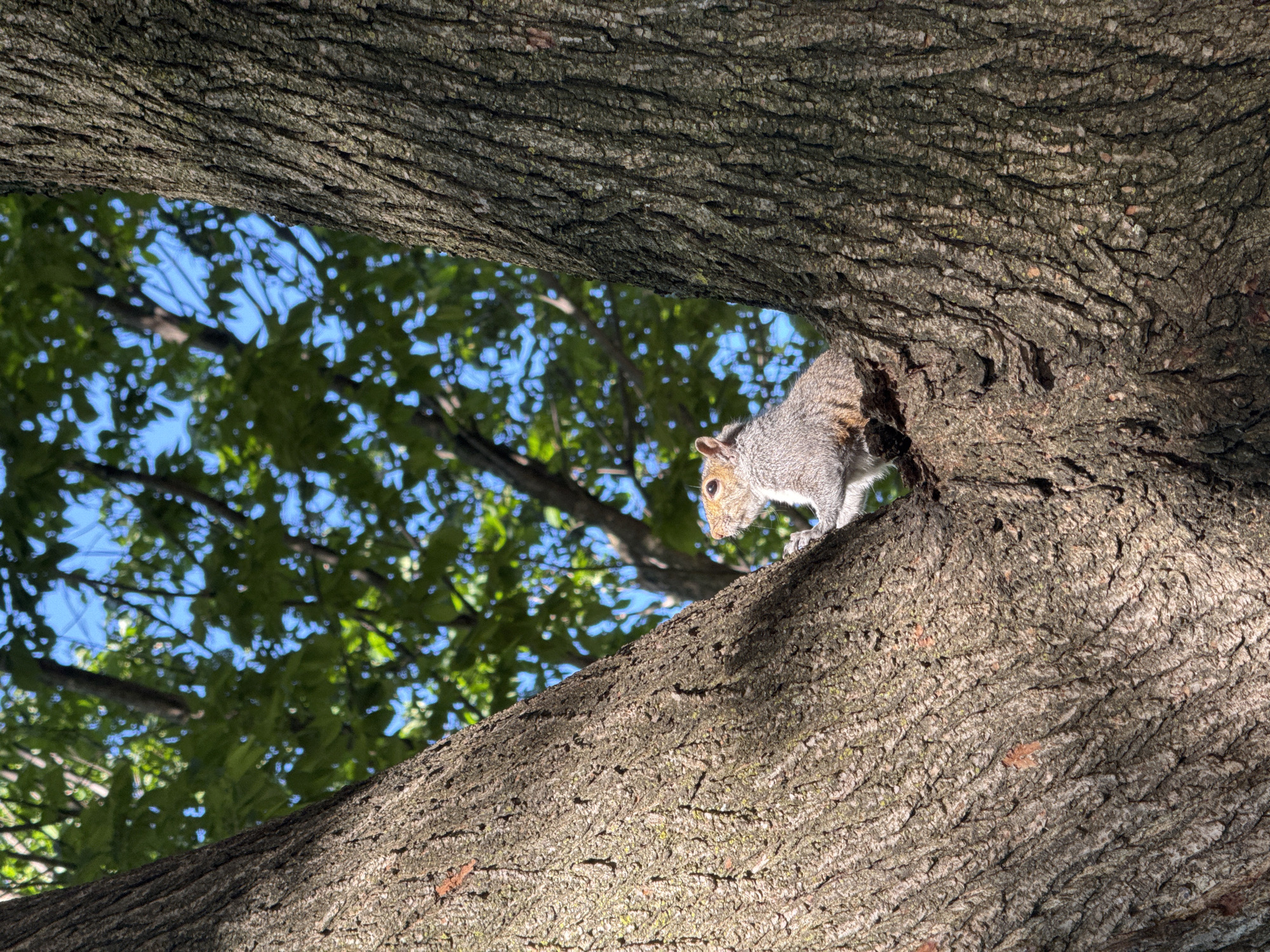 An upward-angled outdoor shot captures a gray squirrel perched on a large tree branch in Boston, United States of America. The squirrel, with its gray fur, white belly, and alert expression, is positioned on a thick, textured tree trunk/branch that diagonally crosses the frame from the upper right to the lower left. Its head is slightly lowered, and it appears to be looking downwards.
The rough, ridged bark of the tree is prominently featured, displaying shades of brown and gray, with hints of green lichen or moss. Another thick branch or trunk frames the top of the image. Between these branches, a clear blue sky is visible, partially obscured by vibrant green leaves of other tree branches, suggesting a sunny day during spring, summer, or early autumn. Strong sunlight illuminates the tree bark, creating distinct shadows and highlighting its texture. No human subjects or visible text are present. The scene conveys a sense of natural observation and the daily life of a wild animal within an urban green space.