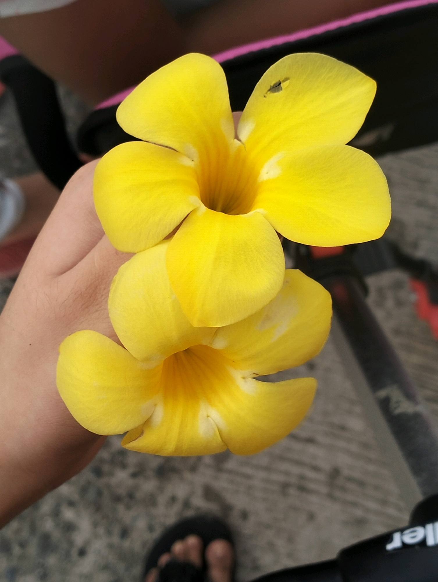 In Caoayan, Philippines, two bright yellow flowers are held in a person's hand. The flowers are trumpet-shaped with five distinct petals, and their centers are a deeper yellow. The hand, with visible skin texture and some fine hairs, supports the blooms. In the background, a dark, textured surface, possibly a road or pavement, is visible, along with blurred figures and objects including a person's foot wearing a flip-flop and parts of a bicycle. The scene is lit with natural light, casting soft shadows and highlighting the vibrant colors of the flowers.