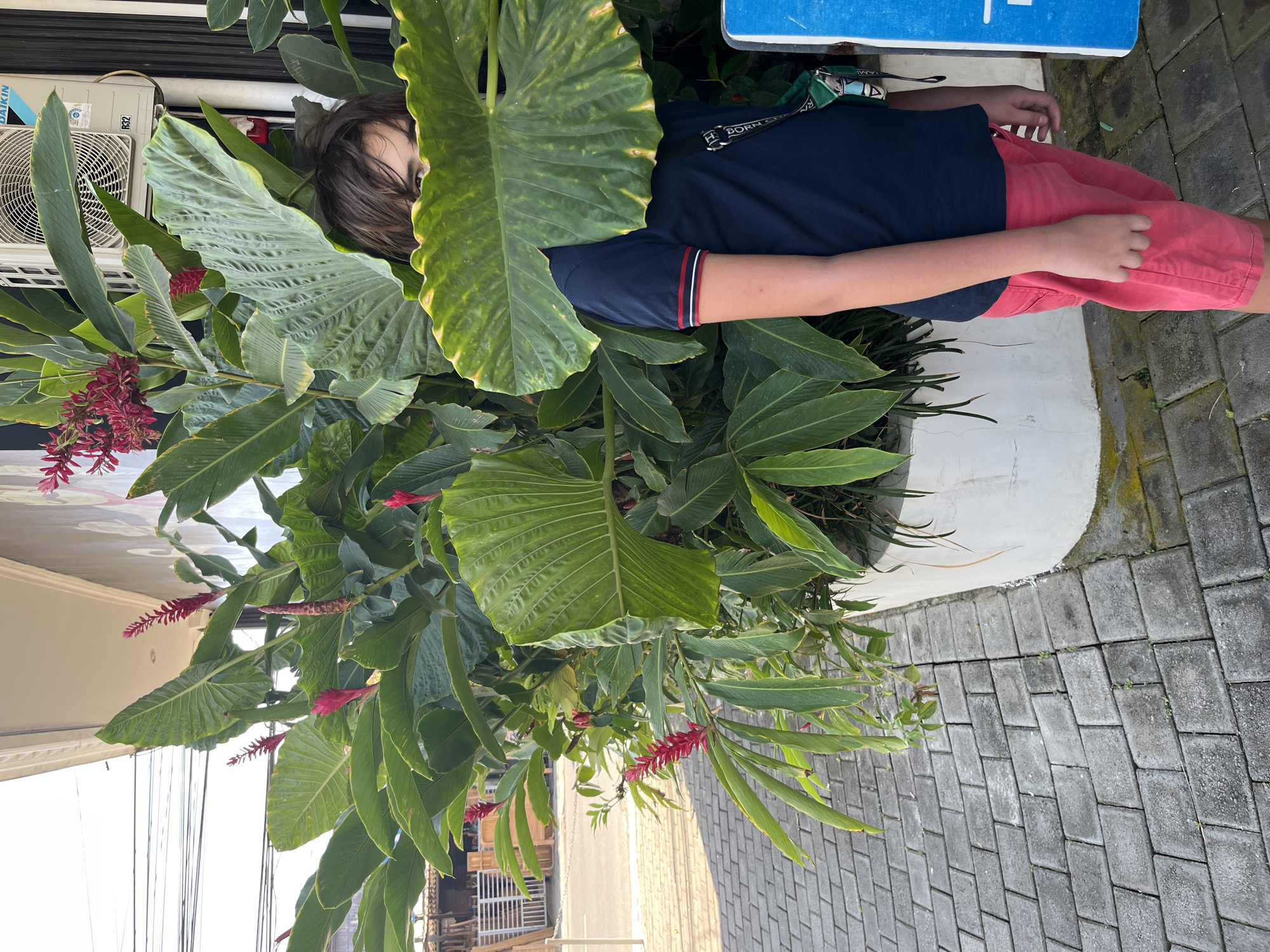 A young person is partially obscured by large, lush green leaves and red ginger flowers, standing next to a white planter. They are wearing a dark blue t-shirt with red and white trim on the collar and sleeves, and bright pink shorts. A crossbody bag with a patterned strap is visible. The person is standing on a gray brick-paved walkway. In the background, a building with an air conditioning unit is visible, along with electrical wires and some fencing in the distance. The scene appears to be outdoors in a city setting.
