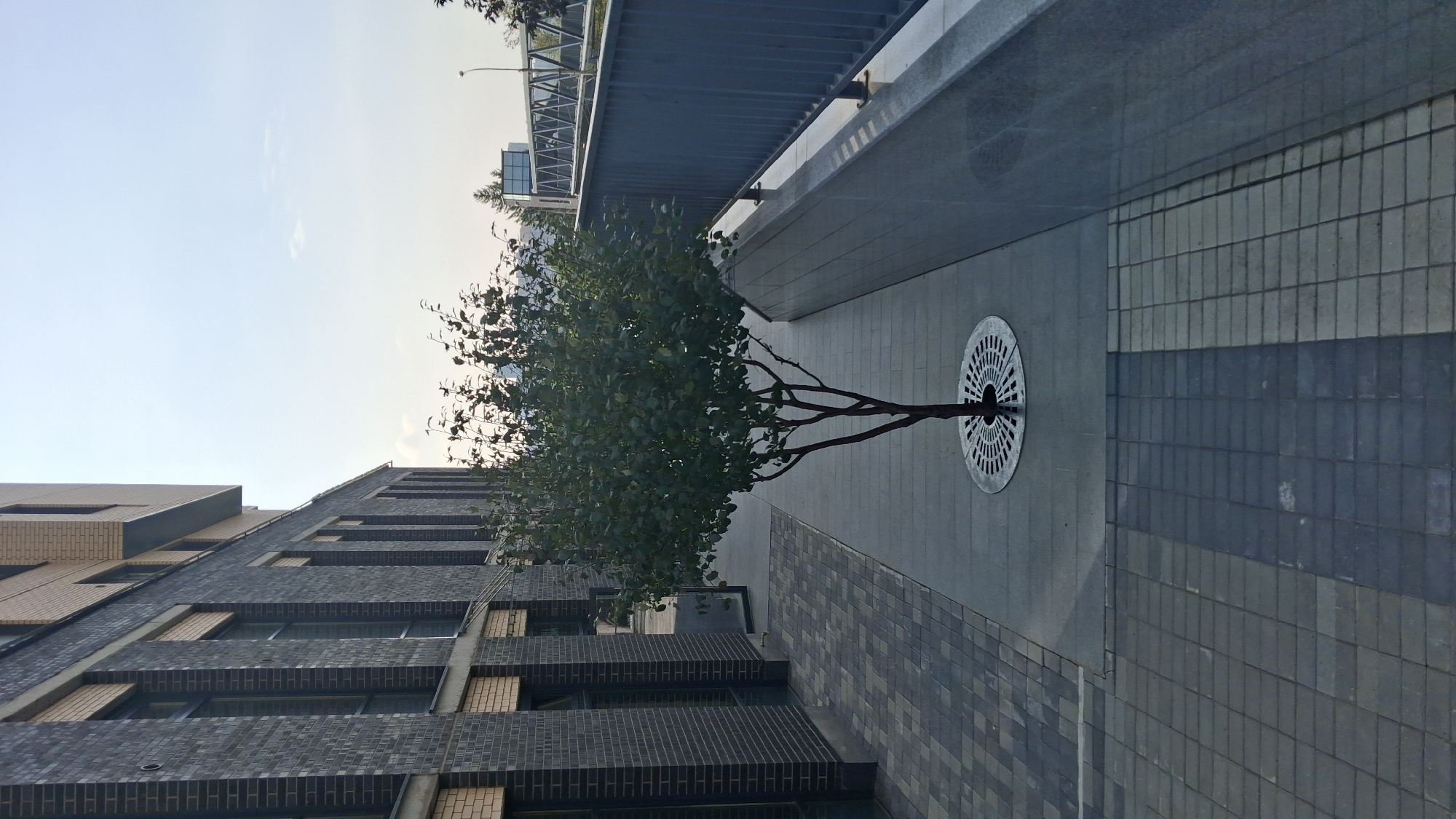 A lone tree with a brown trunk and green foliage stands in the center of a paved walkway in front of a modern brick building. The building has dark gray brick on the lower levels and lighter colored brick on the upper levels, with multiple windows visible. A metal railing runs along the right side of the walkway, which is bordered by a stone wall. In the background, a pedestrian bridge spans across an area with trees and buildings. The sky is clear and pale blue. The image appears to be taken in an urban environment in Novosibirsk, Russia.