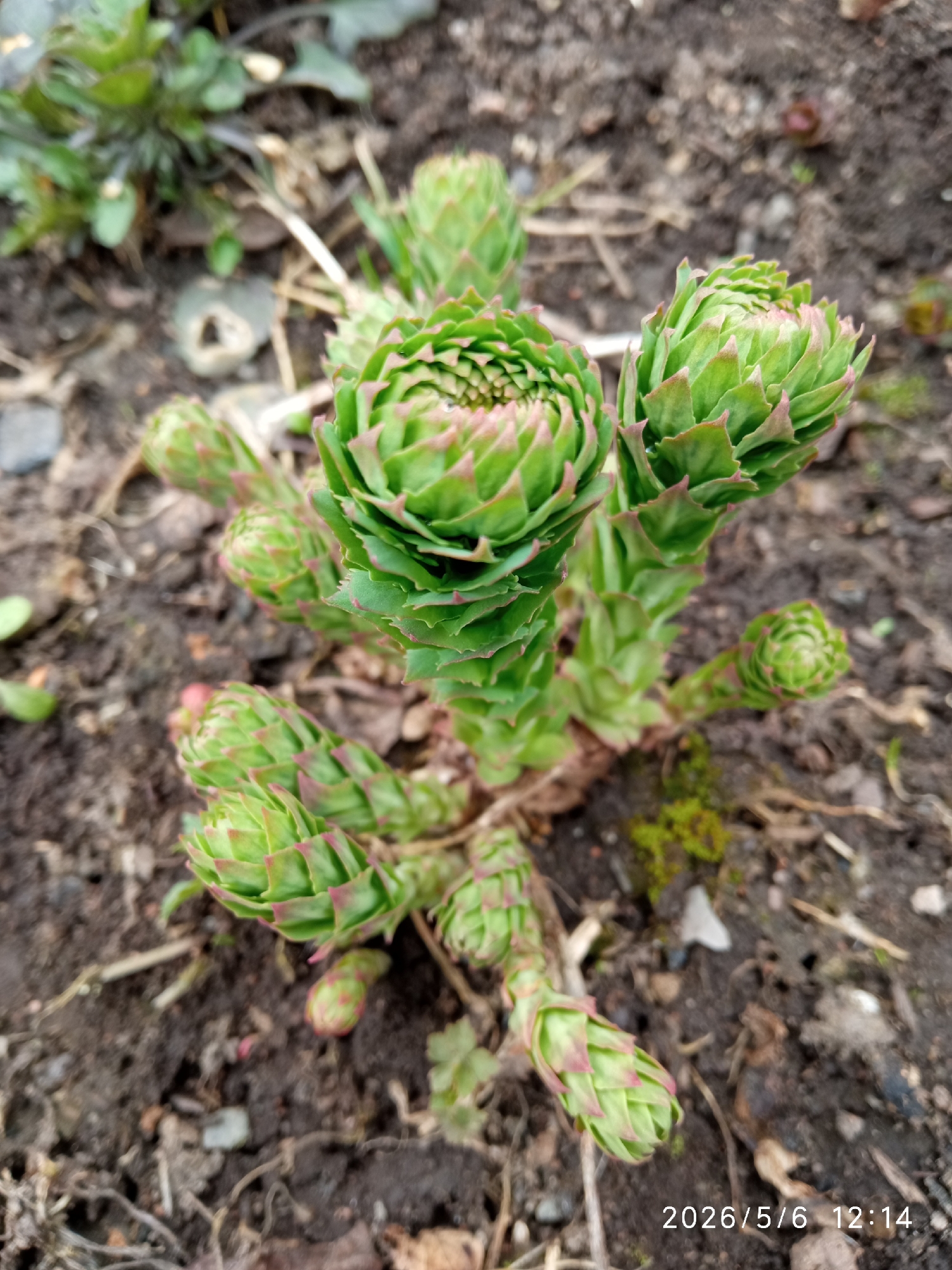 The image shows a succulent plant growing in dark soil. The plant has multiple green stems with tightly packed, scale-like leaves. The tips of the leaves have a pinkish hue. The surrounding environment is dark soil with some dry twigs and a few small plants. The image includes a date stamp of "2026/5/6 12:14". The location is in Сорокино (дачный Поселок) (манский), Russia.