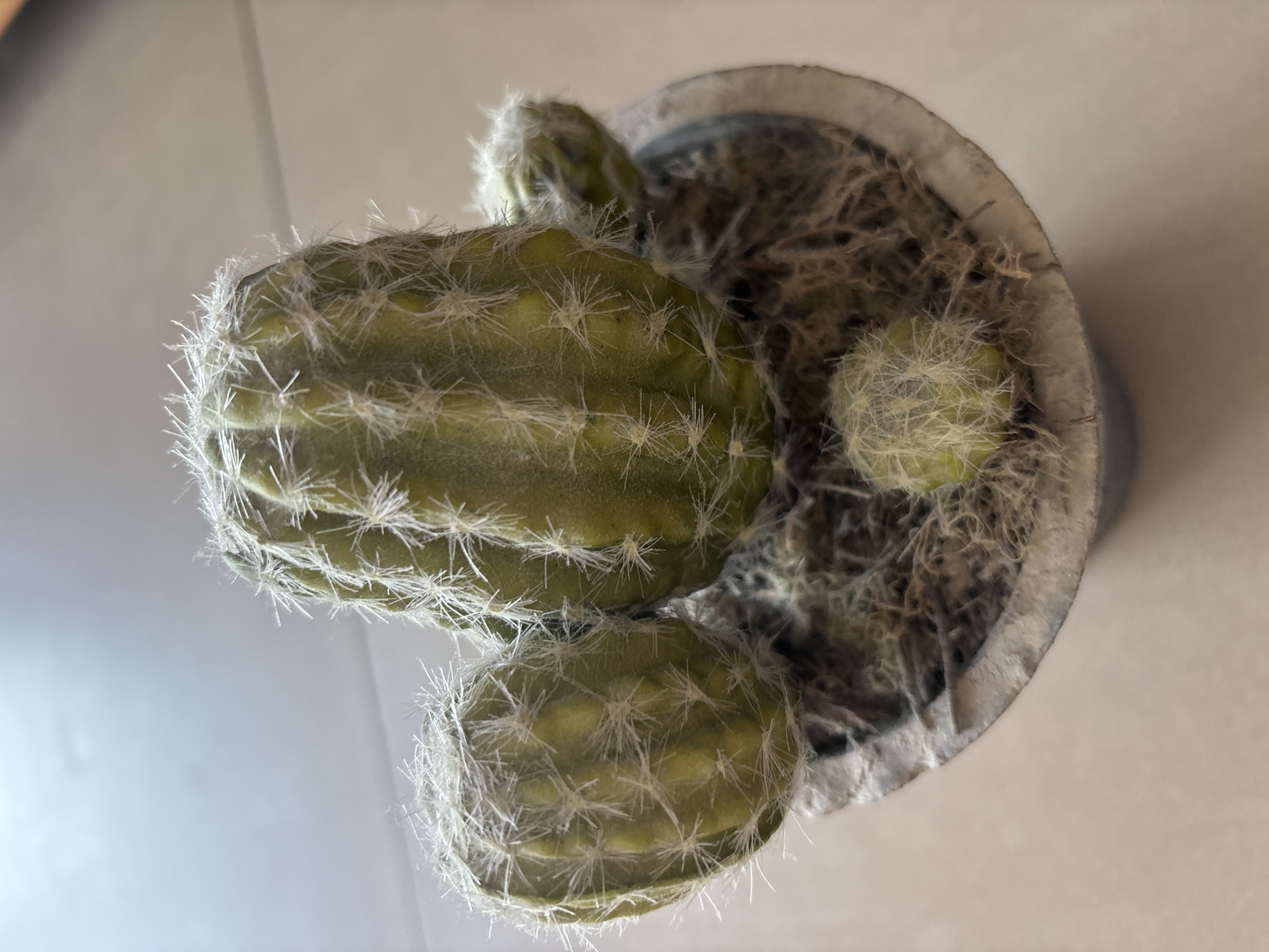 A close-up, high-angle shot shows a small, artificial cactus plant in a grey concrete pot. The cactus has several green, cylindrical stems covered in white, hair-like spines. The pot is filled with a dry, straw-like material. The background is a neutral-colored floor. The scene is indoors, likely in a residential or commercial setting in Dubai, United Arab Emirates.