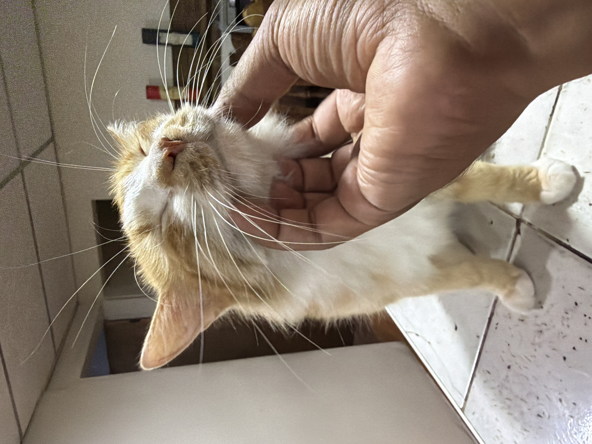 A ginger and white cat is being petted on the chin by a human hand. The cat has its eyes closed and appears content. The cat is sitting on a tiled surface. In the background, there is a wall and some objects that are difficult to identify. The scene is indoors. The location in El Cambur, Venezuela is not identifiable from the image.