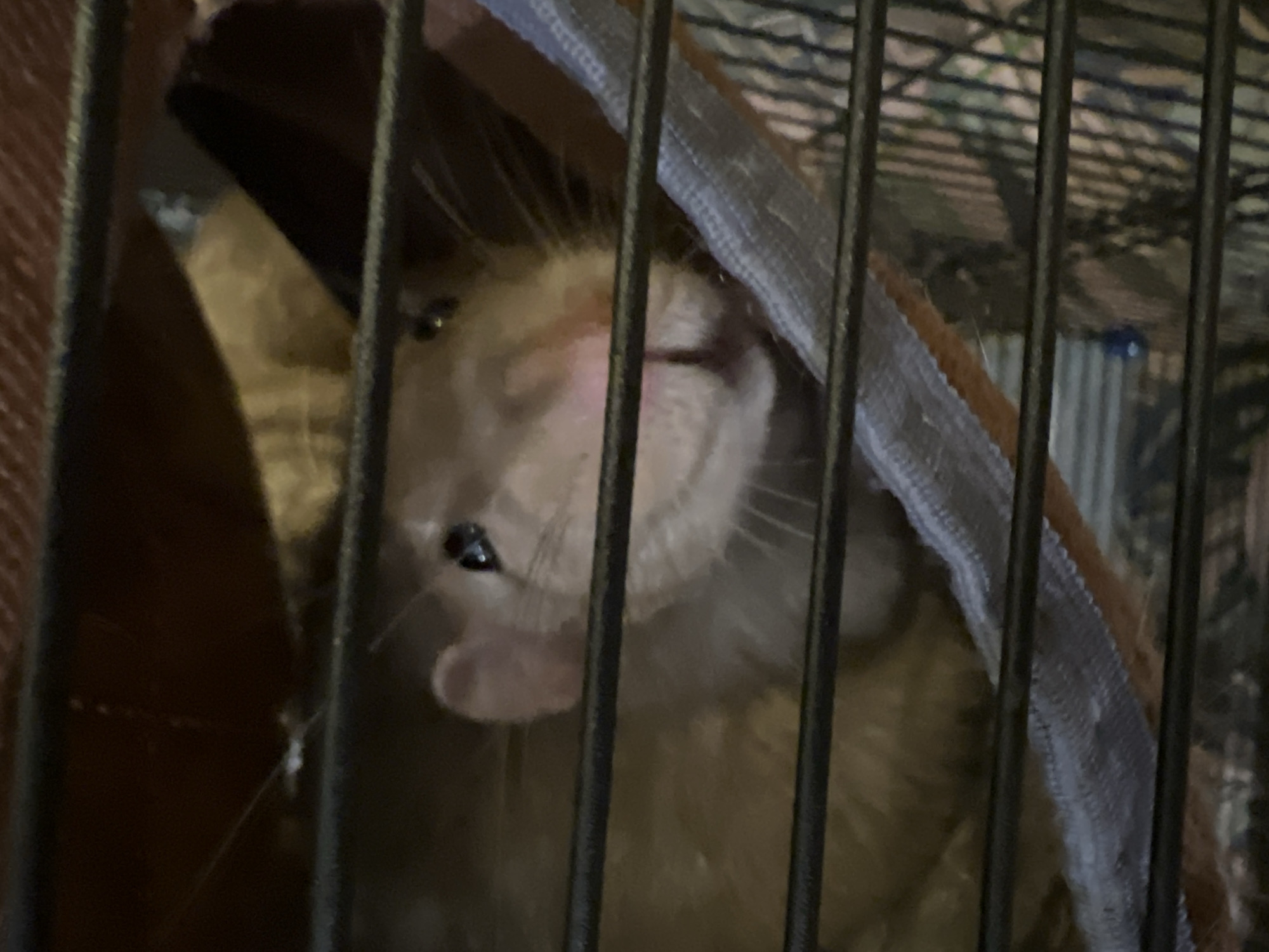 The image shows a close-up, slightly blurry shot of a pet rat inside a cage. The rat has light brown fur and is peeking out from a hammock or fabric hideout. Its eyes are visible, and its nose and whiskers are prominent. The cage bars are in the foreground, obscuring parts of the scene. The background is out of focus, with hints of camouflage fabric. The image does not provide any information about a specific location in a city in Russia or any other geographic details.