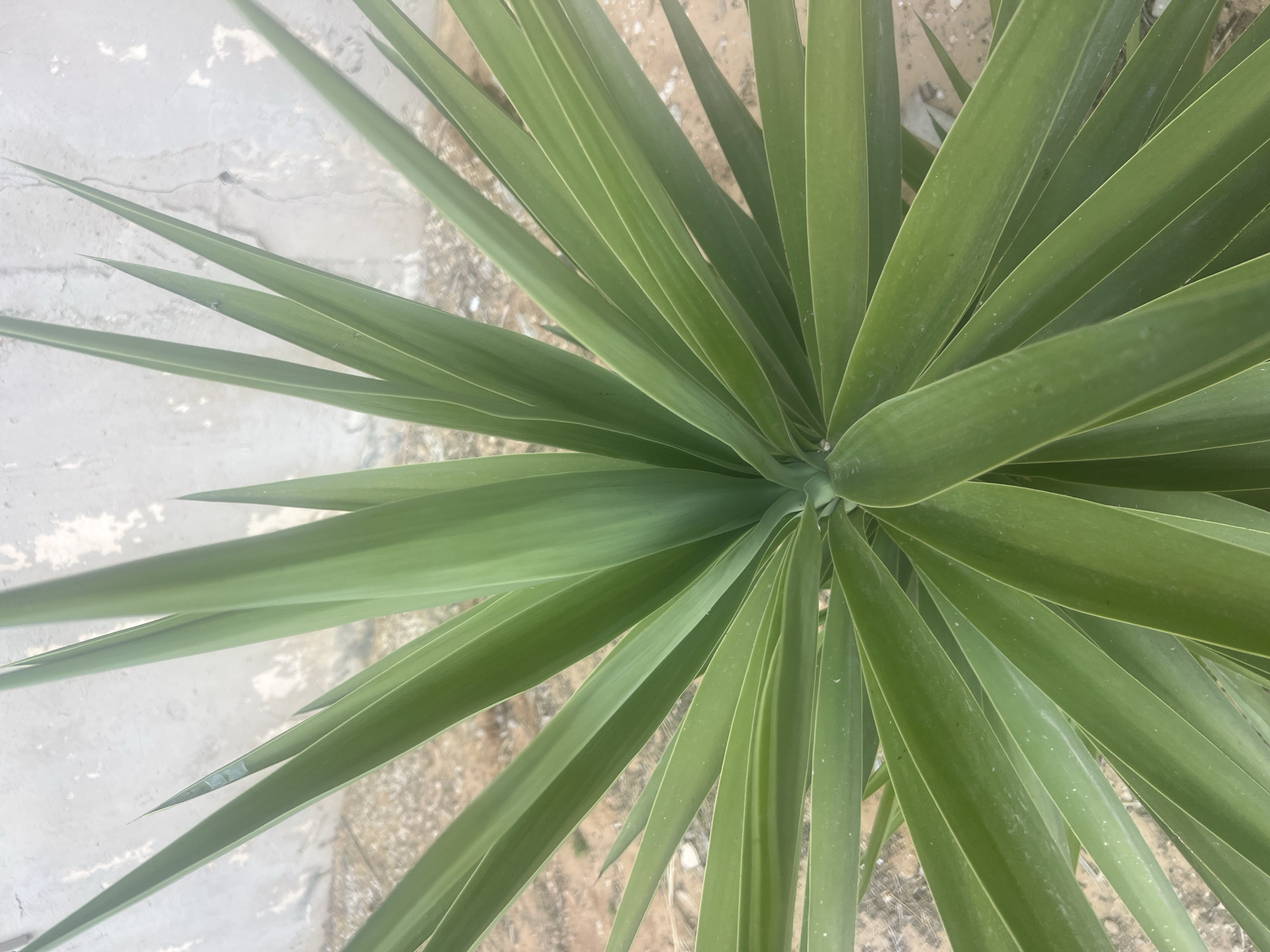 The image shows a close-up, overhead view of a Yucca plant with long, green, sword-like leaves. The plant is centered in the frame, with its leaves fanning outwards. In the background, a rough, textured wall with white and gray patches is visible, and the ground appears to be dry, sandy soil. The scene is outdoors, likely in a garden or public space. There are no people or animals visible. The lighting suggests it is daytime. The specific location in Hof HaCarmel Regional Council, Israel is not explicitly depicted in the visual elements of the image.
