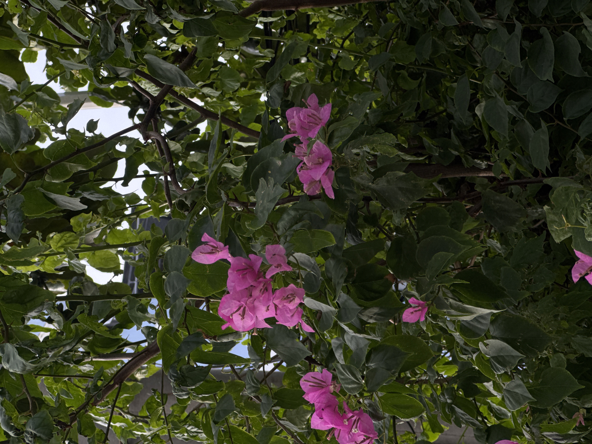 An outdoor, medium shot shows a cluster of vibrant pink bougainvillea flowers, some in full bloom and others still developing, interspersed with dark green foliage. The flowers are concentrated in the mid-ground, with a few scattered throughout the scene. The background consists of more dense green leaves and branches, with glimpses of a light blue sky and a dark, indistinct structure, possibly a building, peeking through the canopy. The lighting suggests it is daytime.
