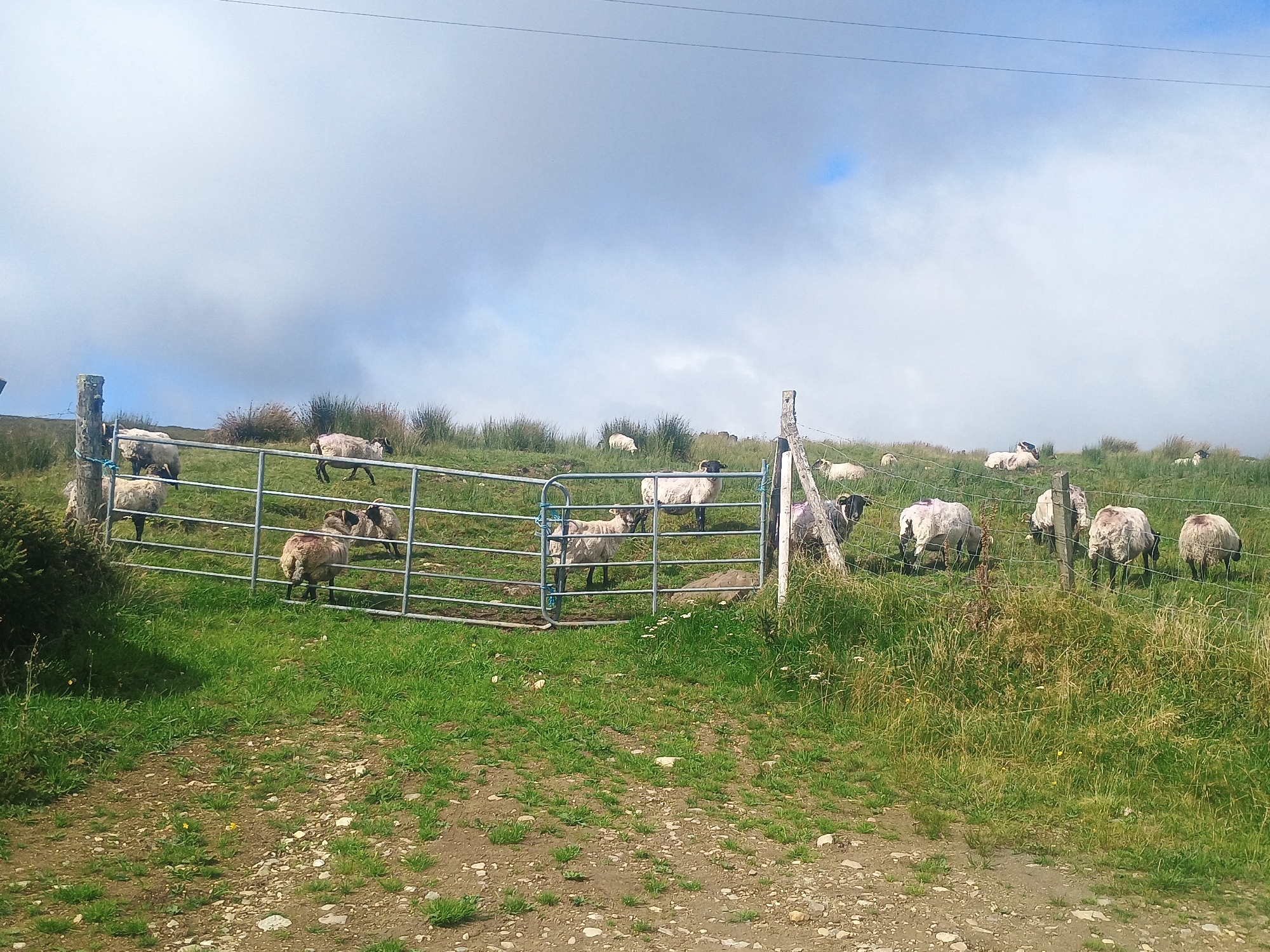 A flock of sheep is grazing on a grassy hillside under a cloudy sky. A metal fence encloses some of the sheep. The ground in the foreground is a mixture of dirt and small stones with patches of grass. Power lines are visible against the sky. The location is Unknown, Unknown.