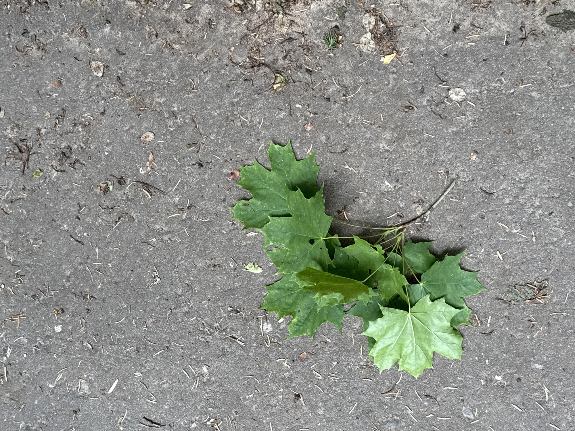 The image shows a section of gray concrete pavement. On the right side of the frame, a cluster of green maple leaves with a twig lies on the pavement. The pavement is interspersed with small debris, including twigs and fragments of vegetation. The photo was taken outdoors, and there are no people or signs of specific activity within the frame. There is no specific visual indication of Peresvet, Russia within this photograph.
