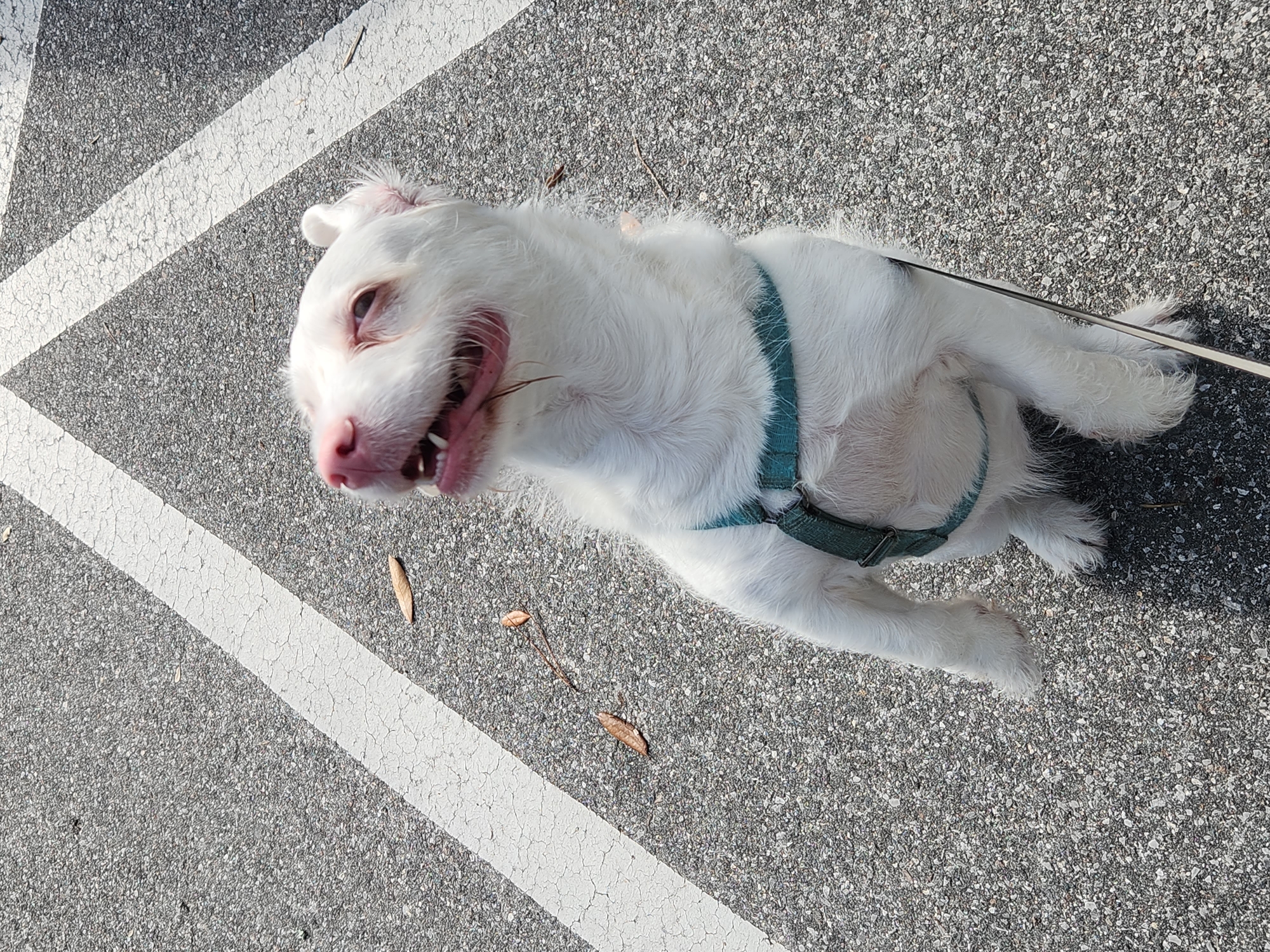 A white dog with a teal harness is sitting up on its hind legs on asphalt with white lines, appearing to be in a parking lot or on a road. The dog's mouth is open, and it looks towards the camera. There are a few dry leaves scattered on the ground around the dog. The scene is illuminated by bright sunlight, casting a shadow to the lower right of the dog. The location is identified as Altamonte Springs, United States of America.