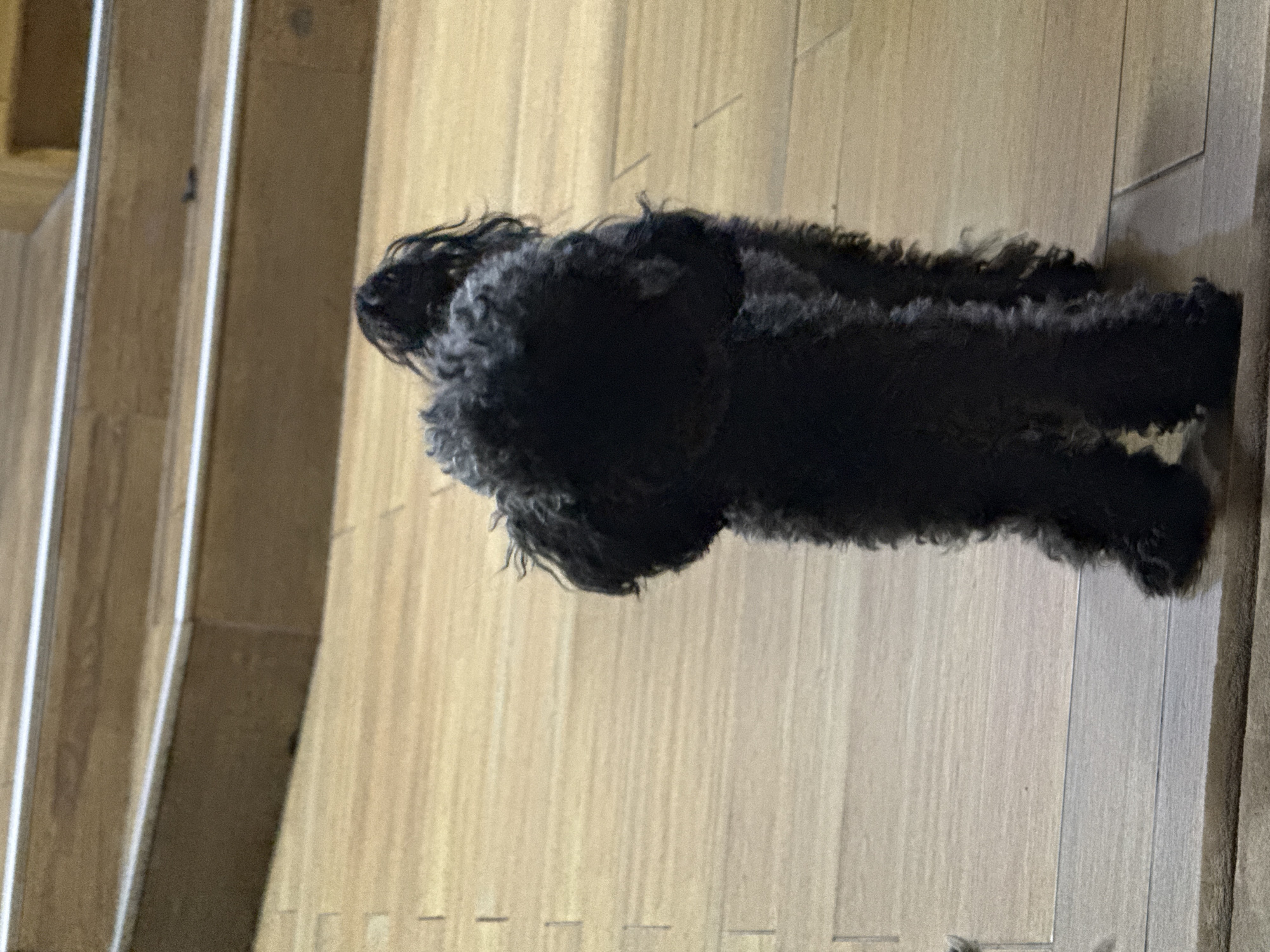 A black, long-haired dog is lying on a light-colored wooden floor. The dog is oriented roughly horizontally in the frame. The scene appears to be indoors. There is a wooden structure along the left edge. The specific location in Troyan, Bulgaria is not discernible from the image.