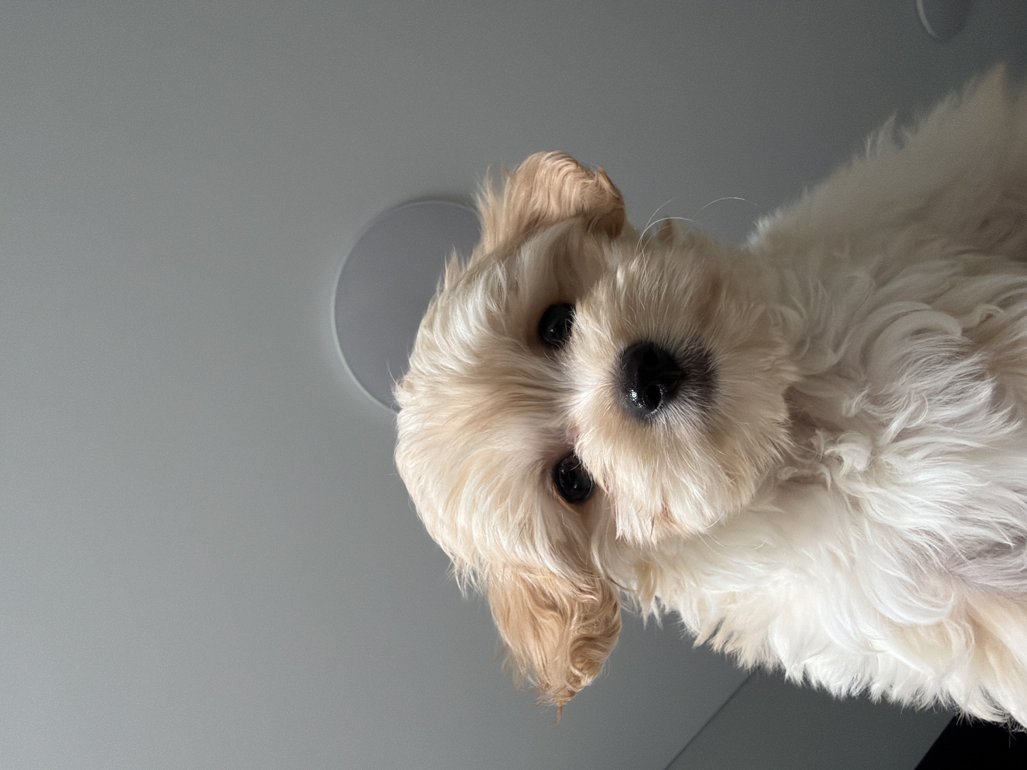 A low-angle, eye-level shot shows a light-colored puppy with shaggy fur and floppy ears looking directly at the camera. The puppy has dark eyes and a black nose. The background is a plain, light gray ceiling with a circular light fixture visible. The image is taken indoors. There is no indication of Chaikovsky, Russia, or any other specific location in the image or its description.