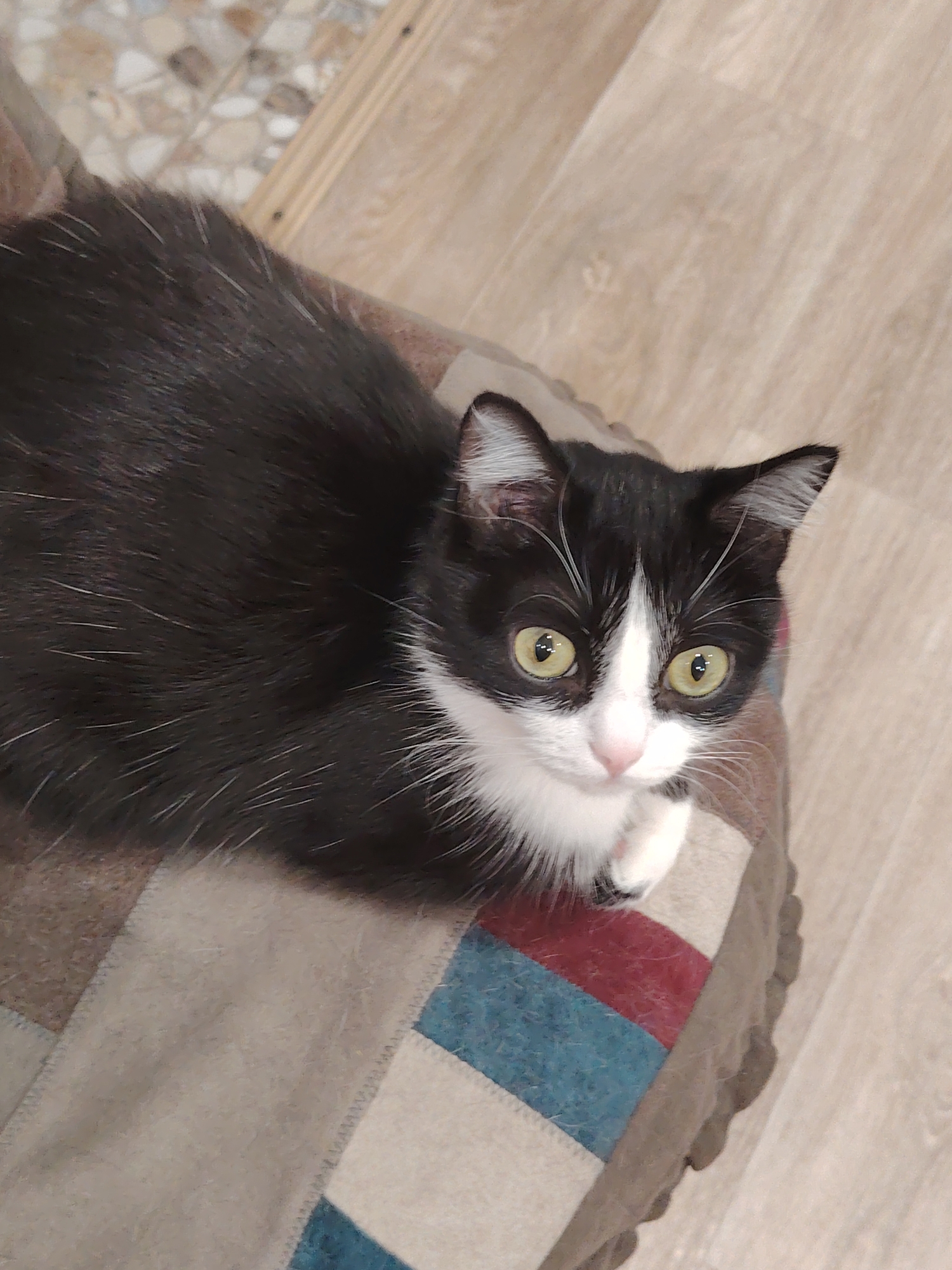 A high-angle, indoor shot features a black and white cat sitting on a cushioned, patchwork seat. The cat has yellow-green eyes, a pink nose, and predominantly black fur with white markings on its face and chest. The seat has a neutral color palette with segments of blue and red in a patchwork pattern. The floor behind the seat is light-colored wood, and a section of patterned floor is visible in the upper left corner. The location is Unknown, Unknown.