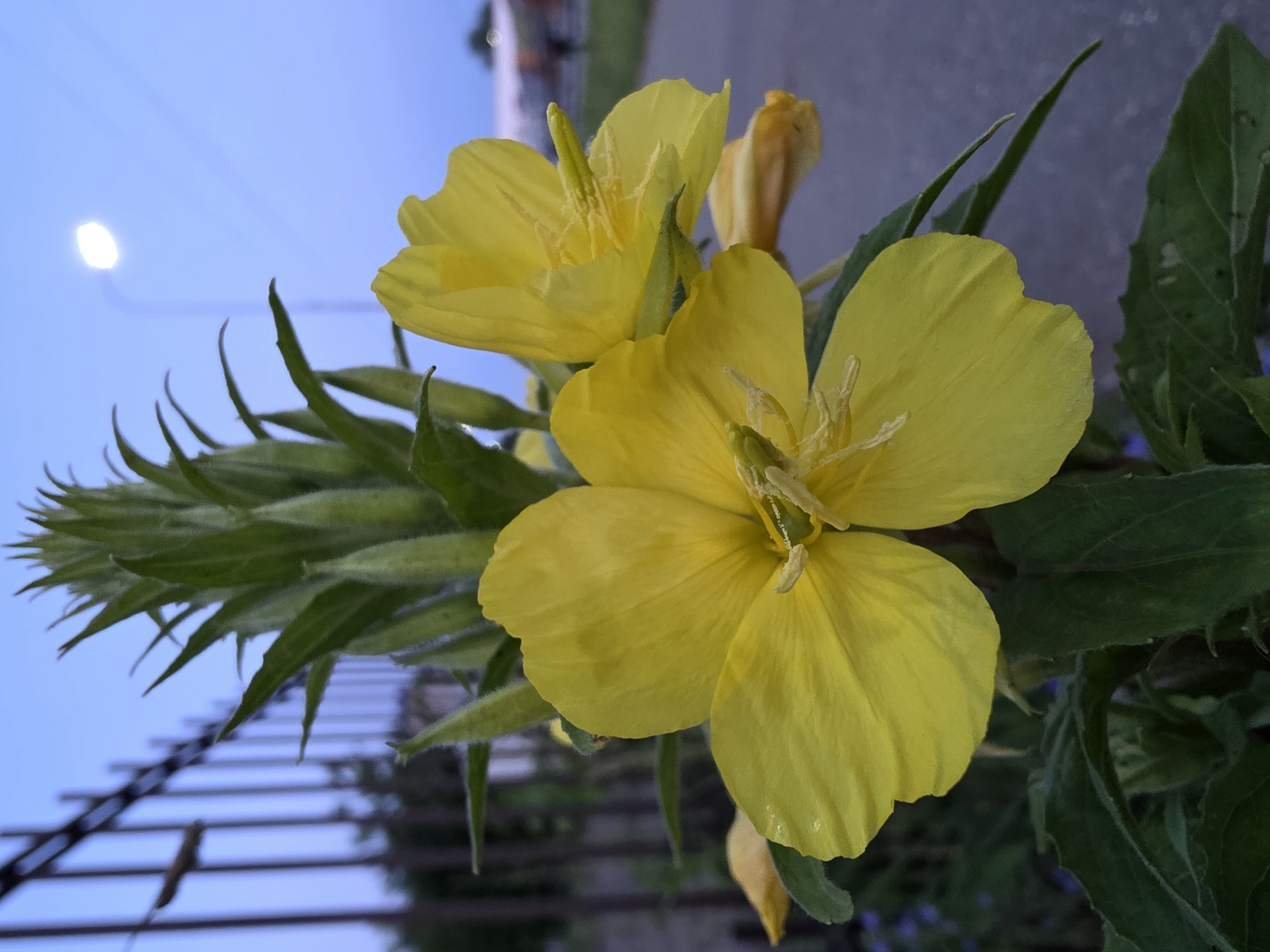 A close-up, eye-level shot captures a cluster of bright yellow flowers blooming in the twilight. The flowers, likely evening primroses, are in focus in the foreground, with their delicate petals and prominent stamens clearly visible. Behind them, a tall green bud stalk reaches upwards, hinting at more blooms to come. A metal fence, blurred and out of focus, runs vertically along the left side of the frame, suggesting a park or garden setting. In the background, the sky is a soft blue, fading into a deeper twilight hue. A street lamp, illuminated and bright, hangs in the distance, casting a gentle glow. A paved surface, possibly a road or walkway, extends into the background on the right, with faint outlines of buildings and trees visible further away. The scene appears to be from a public space in Chaikovsky, Russia, likely taken near dusk.
