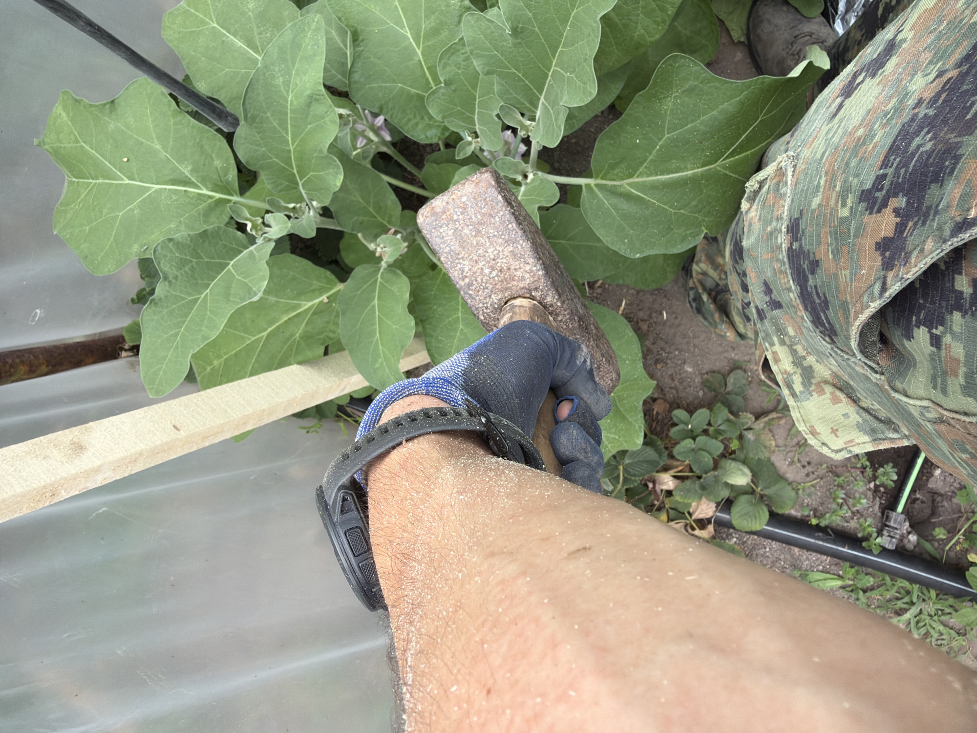 A first-person perspective shot shows a person's right arm and hand holding a sledgehammer. The arm is covered in a fine, light-colored dust. The person is wearing a blue and gray work glove and a black watch on their wrist. The background reveals lush green foliage, consistent with an eggplant plant in a greenhouse. A wooden stake and a black pipe are also visible. The lower portion of the image shows a person's legs clad in camouflage pants. The scene appears to be set in a garden or greenhouse in the city of Stryama, Bulgaria.